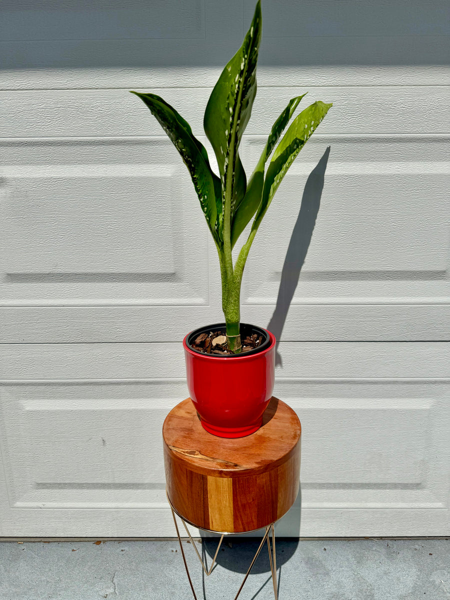 dieffenbachia crocodile rare Dieffenbachia Crocodile in Decorative Pot- ONLY AVAILABLE AT ART HOUSE –  Scott's Exotic Plants