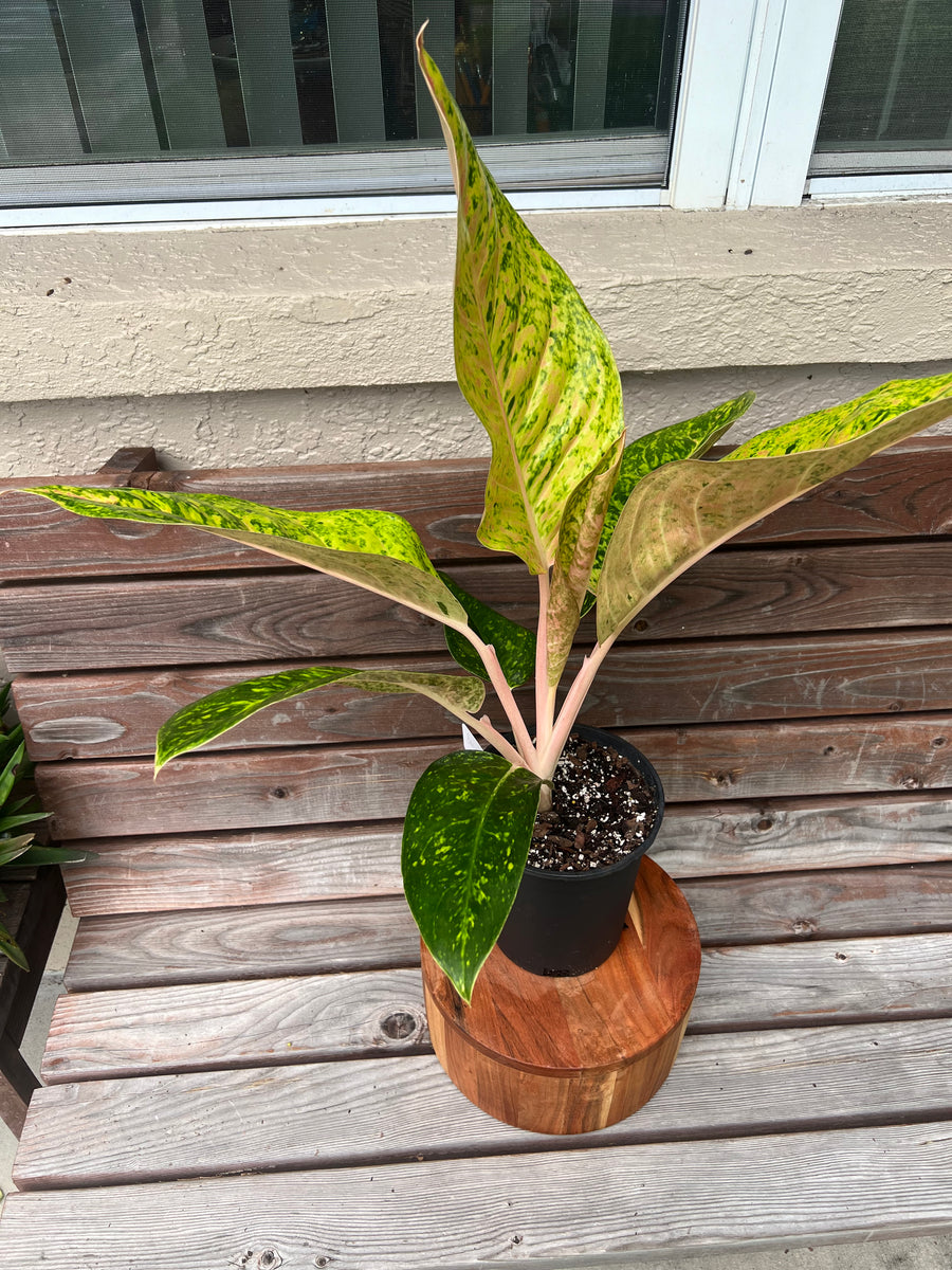 aglaonema deli Aglaonema Dizzy Diamond- ONLY AVAILABLE INSIDE BANYAN COFFEE – Scott's Exotic Plants