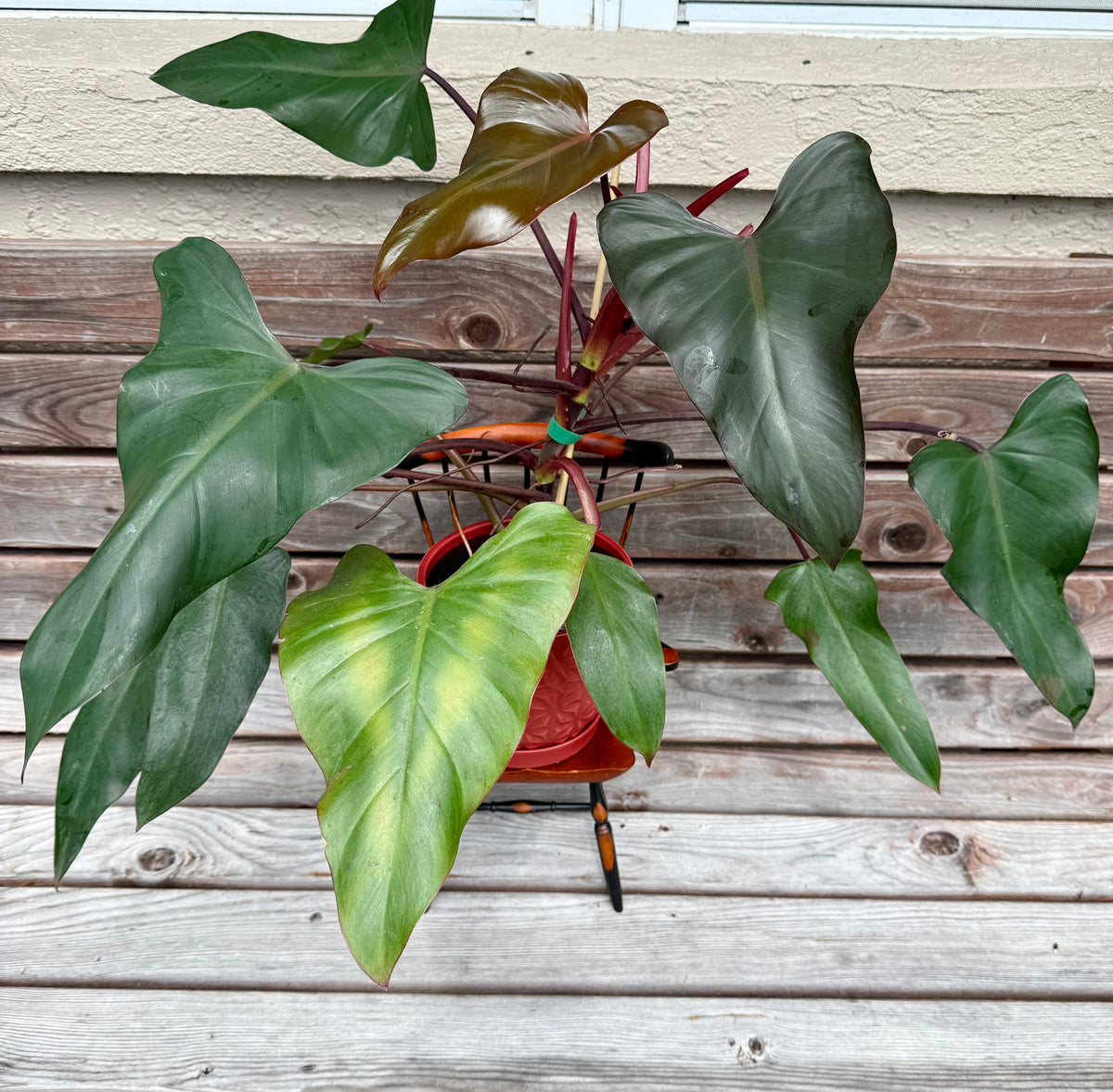 philodendron dark lord kaufen Philodendron Dark Lord in Ceramic Pot- ONLY AVAILABLE at ORANGE BLOSSO – Scott's Exotic Plants