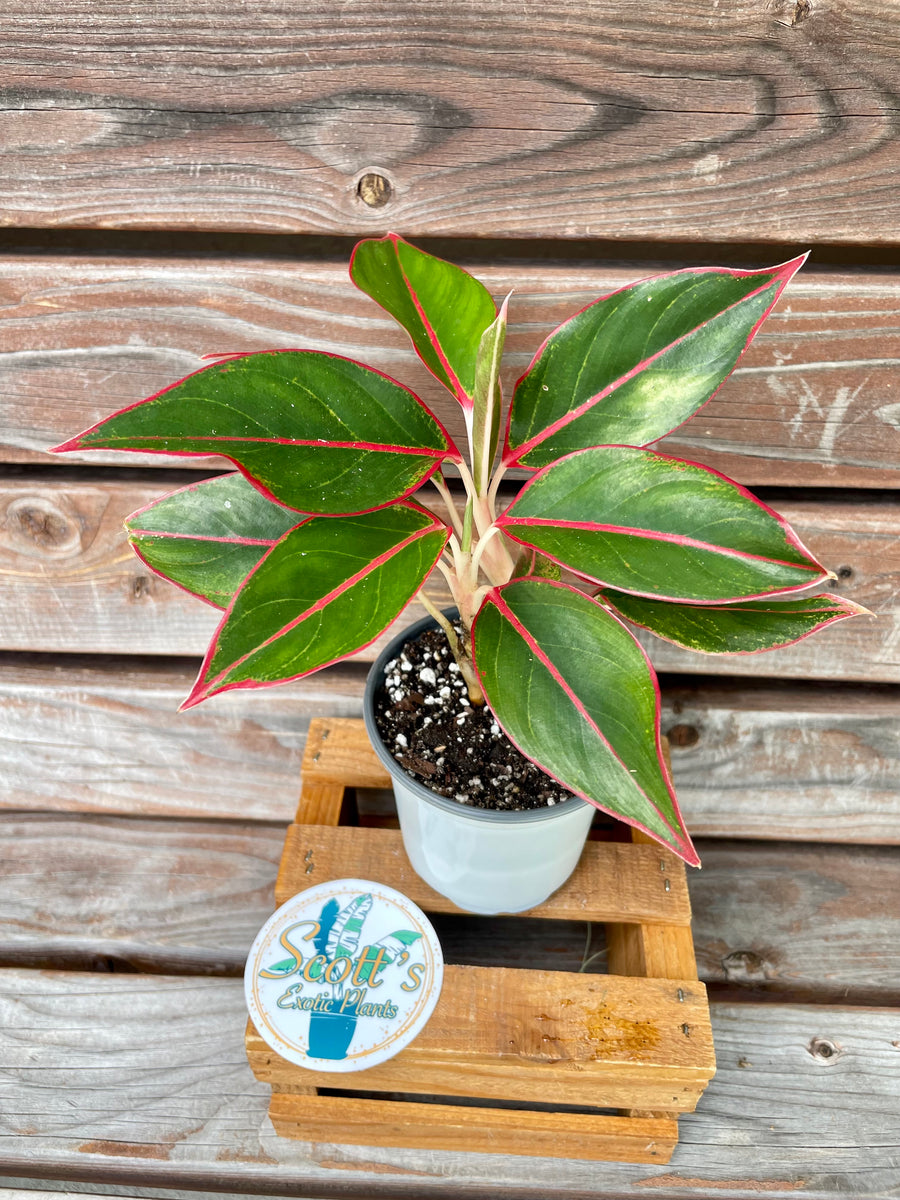 aglaonema red lipstick indoor plant Aglaonema Red Lipstick – Scott's Exotic Plants