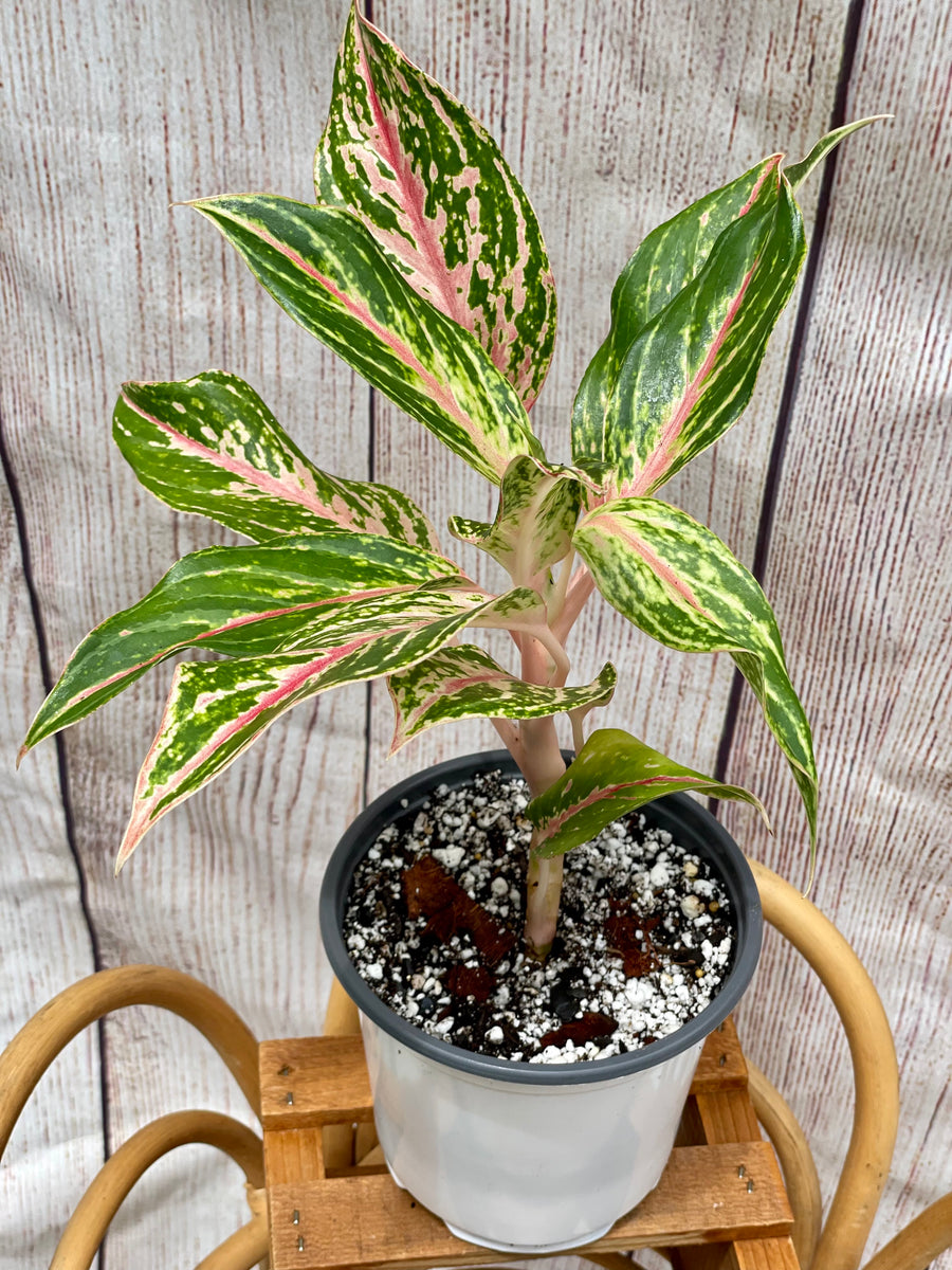 Aglaonema Sparkling Sarah in 6-inch pot – Scott's Exotic Plants
