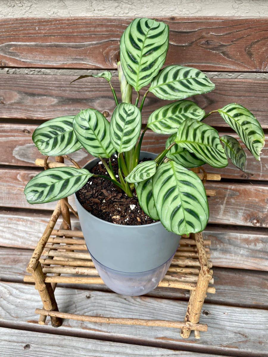 burle marx prayer plant Calathea Burle Marx in Self-Watering pot ONLY AVAILABLE INSIDE MUDSLID – Scott's Exotic Plants