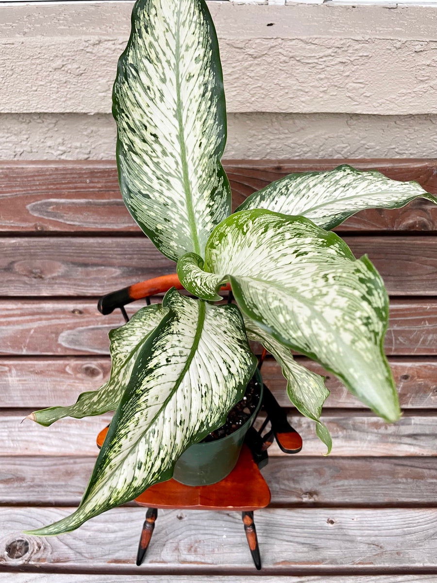 dieffenbachia tiki Dieffenbachia Tiki in 6-inch pot- ONLY AVAILABLE INSIDE ORANGE BLOSSOM – Scott's Exotic Plants