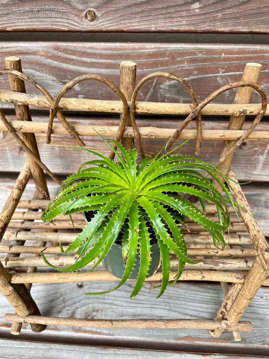 Encholirium horridum in 4inch pot ONLY AVAILABLE TO PURCHASE IN MUDSL