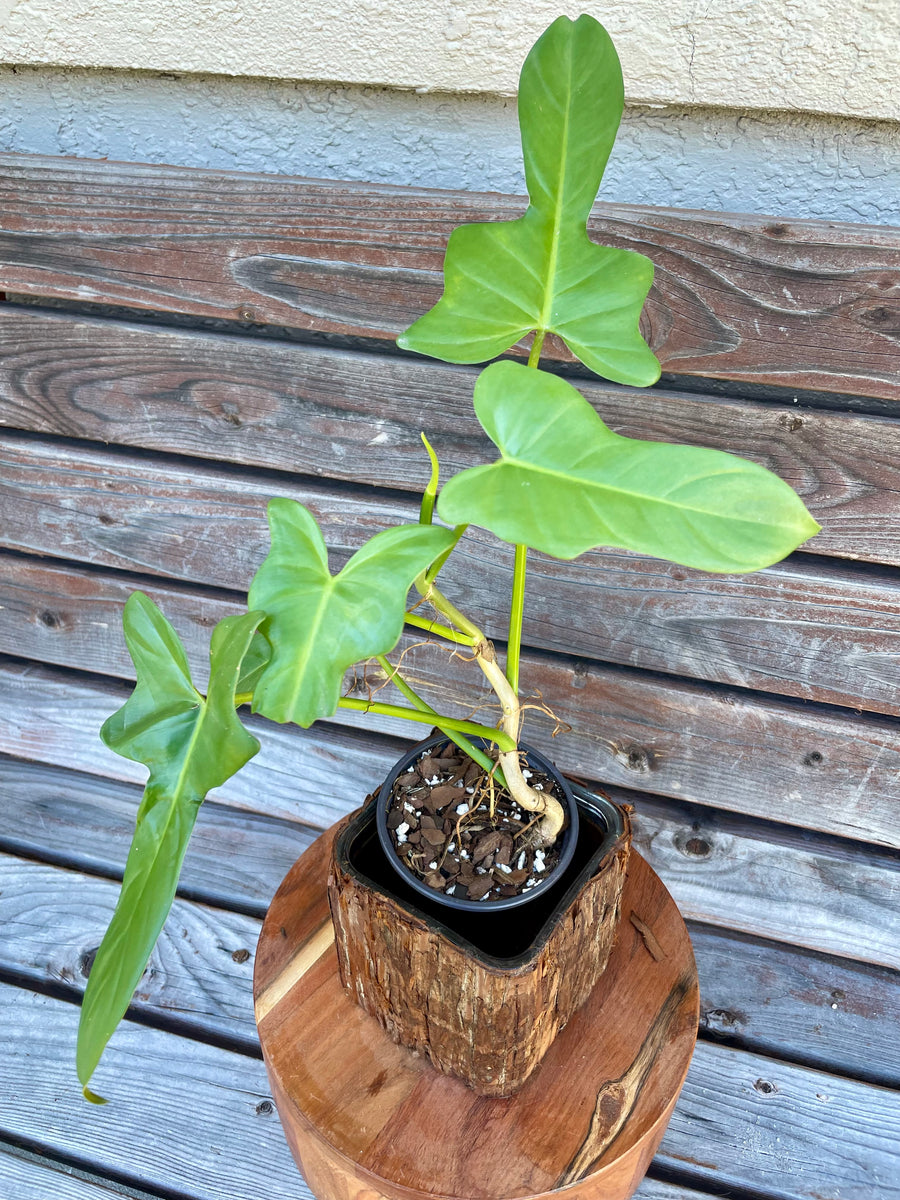 juvenile horsehead philodendron Philodendron bipennifolium (horse head)