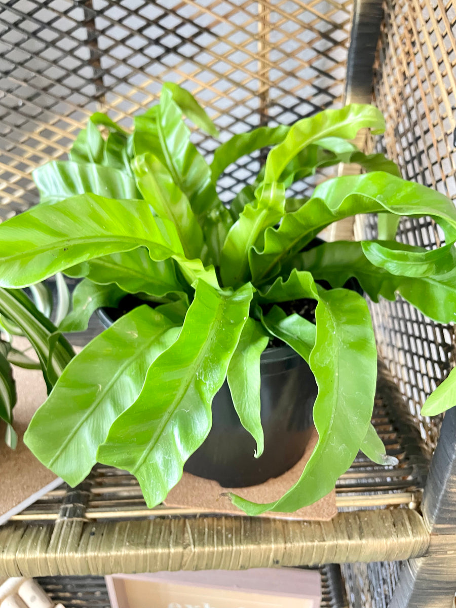 birds nest fern cats Hurricane fern aka Asplenium Antiquum – Scott's Exotic Plants