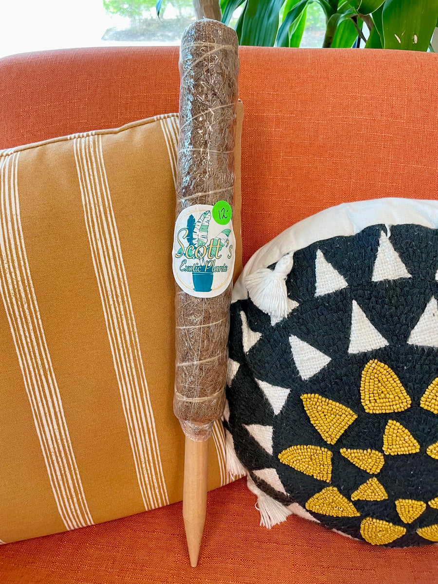 Moss pole 18 inches Scott’s Exotic Plants