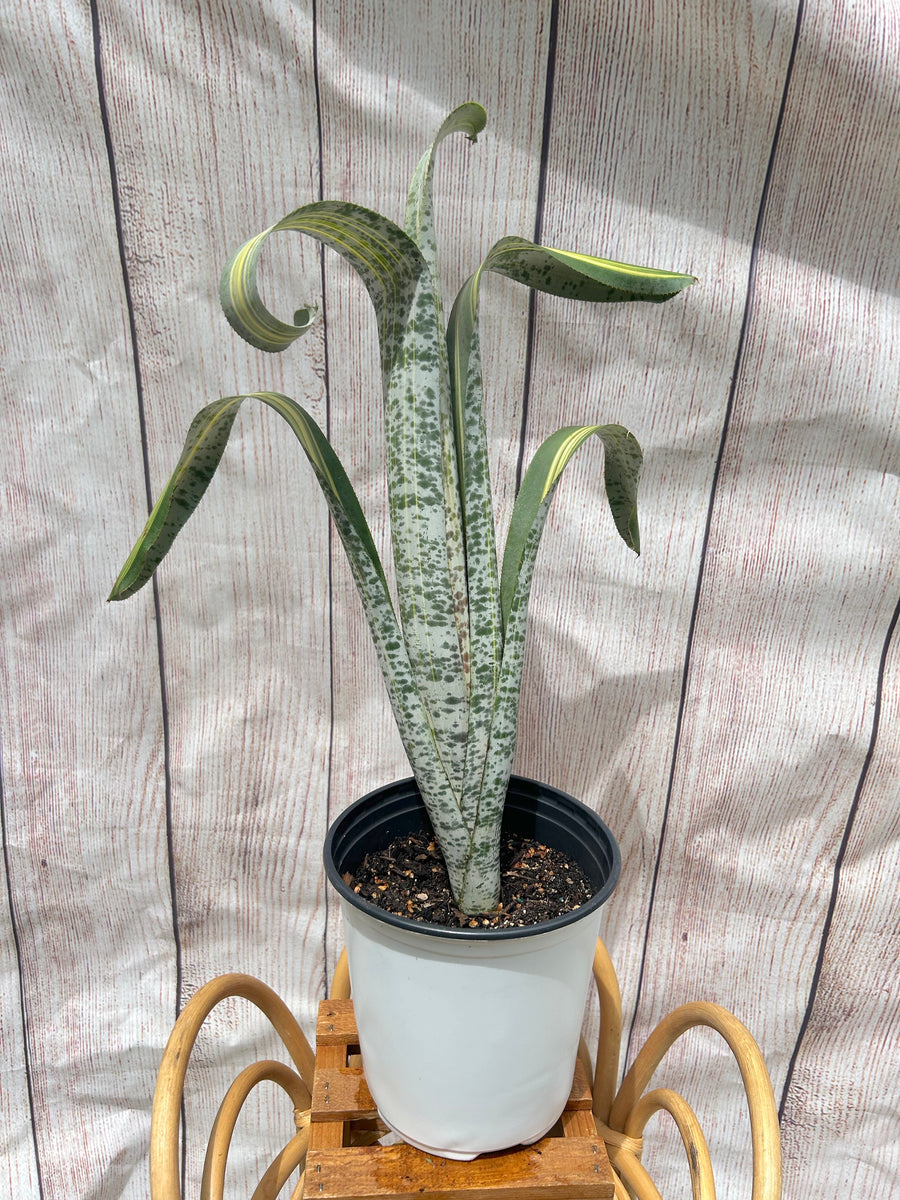 Quesnelia 'Rafael Oliveira'〔ネオレゲリア〕Q0028 Quesnelia Rafael Oliveira – Scott's Exotic Plants