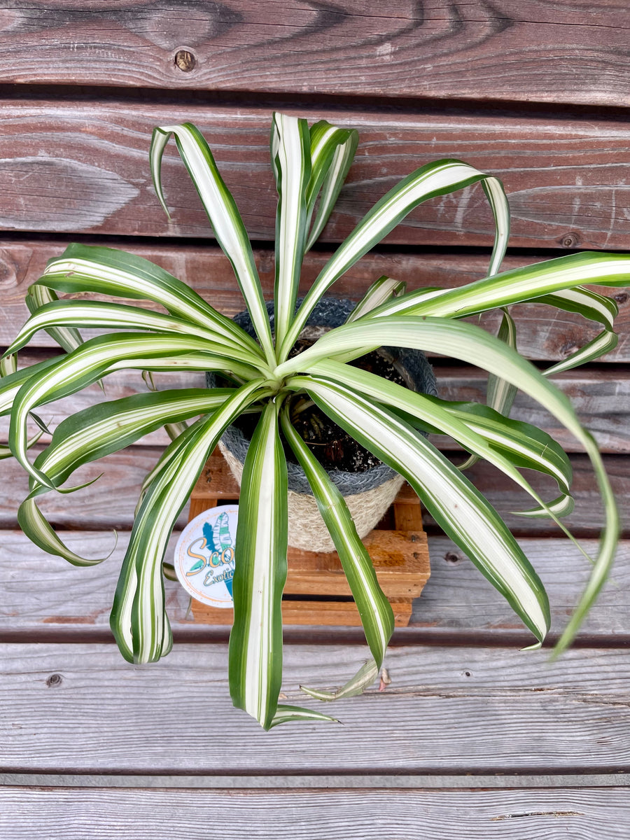 Variegated Spider Plant Scott’s Exotic Plants
