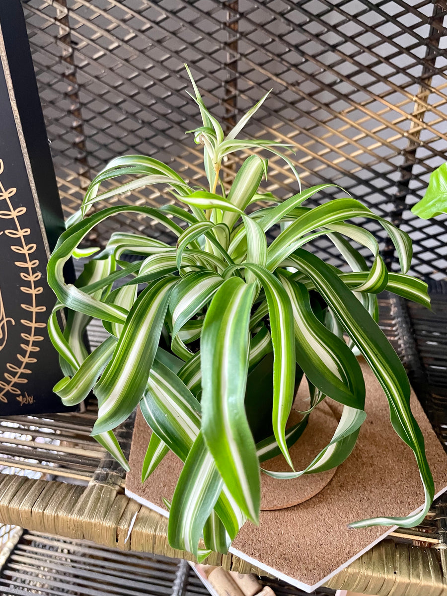 variegated bonnie spider plant Variegated Curly Bonnie Spider Plant – Scott's Exotic Plants