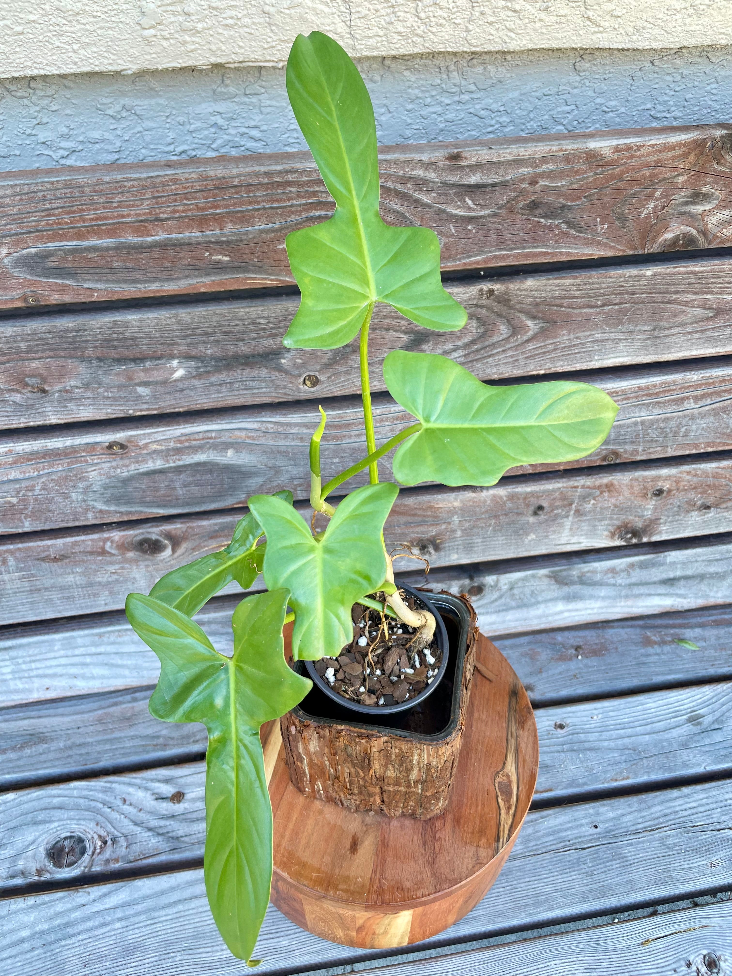 Philodendron bipennifolium (horse head) - ONLY AVAILABLE AT ORANGE BLOSSOM COFFEE