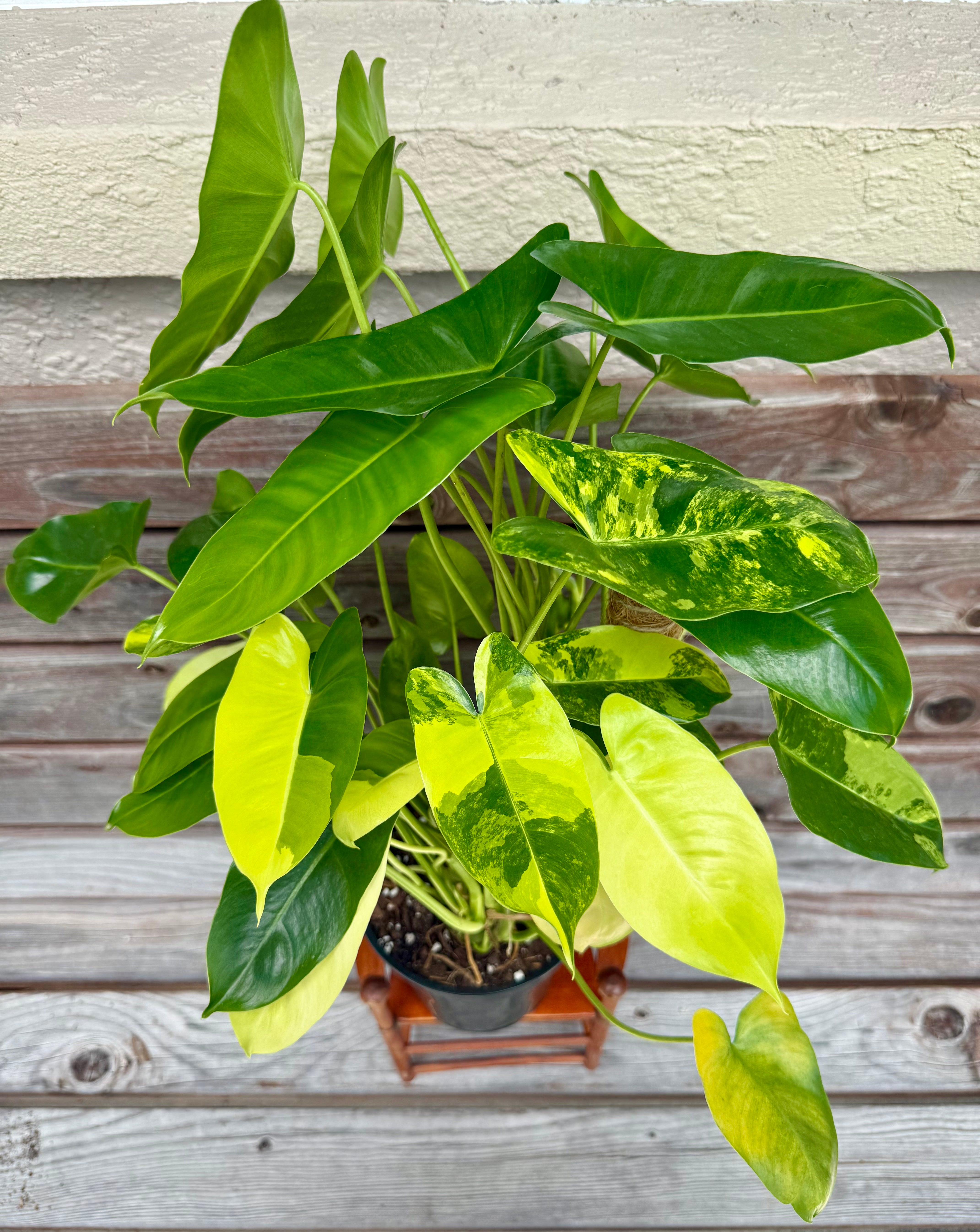 Philodendron Burle Marx Variegated- ONLY AVAILABLE INSIDE ORANGE BLOSSOM COFFEE