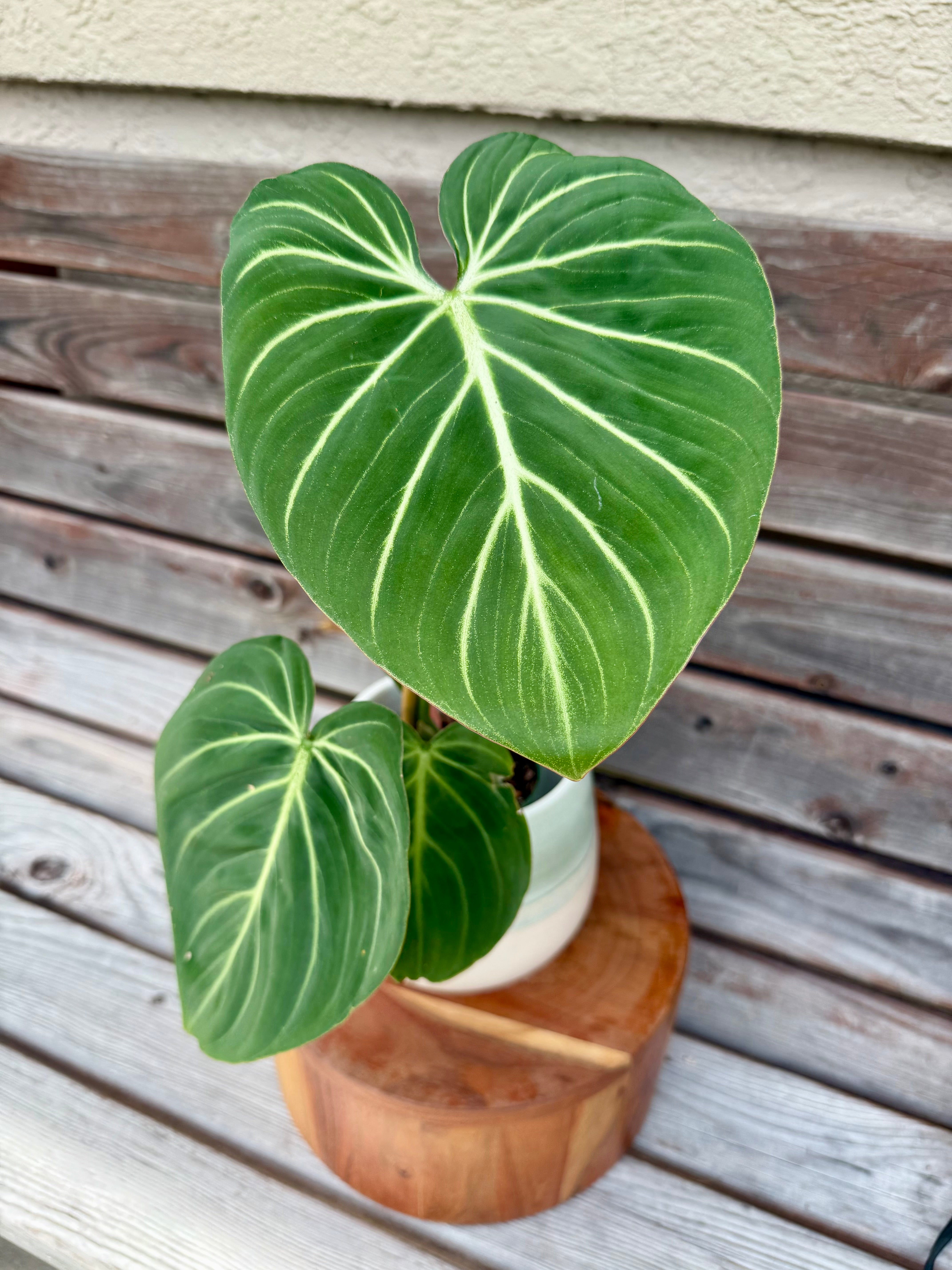 Philodendron Gloriosum in ceramic pot- ONLY AVAILABLE AT ORANGE BLOSSOM COFFFEE