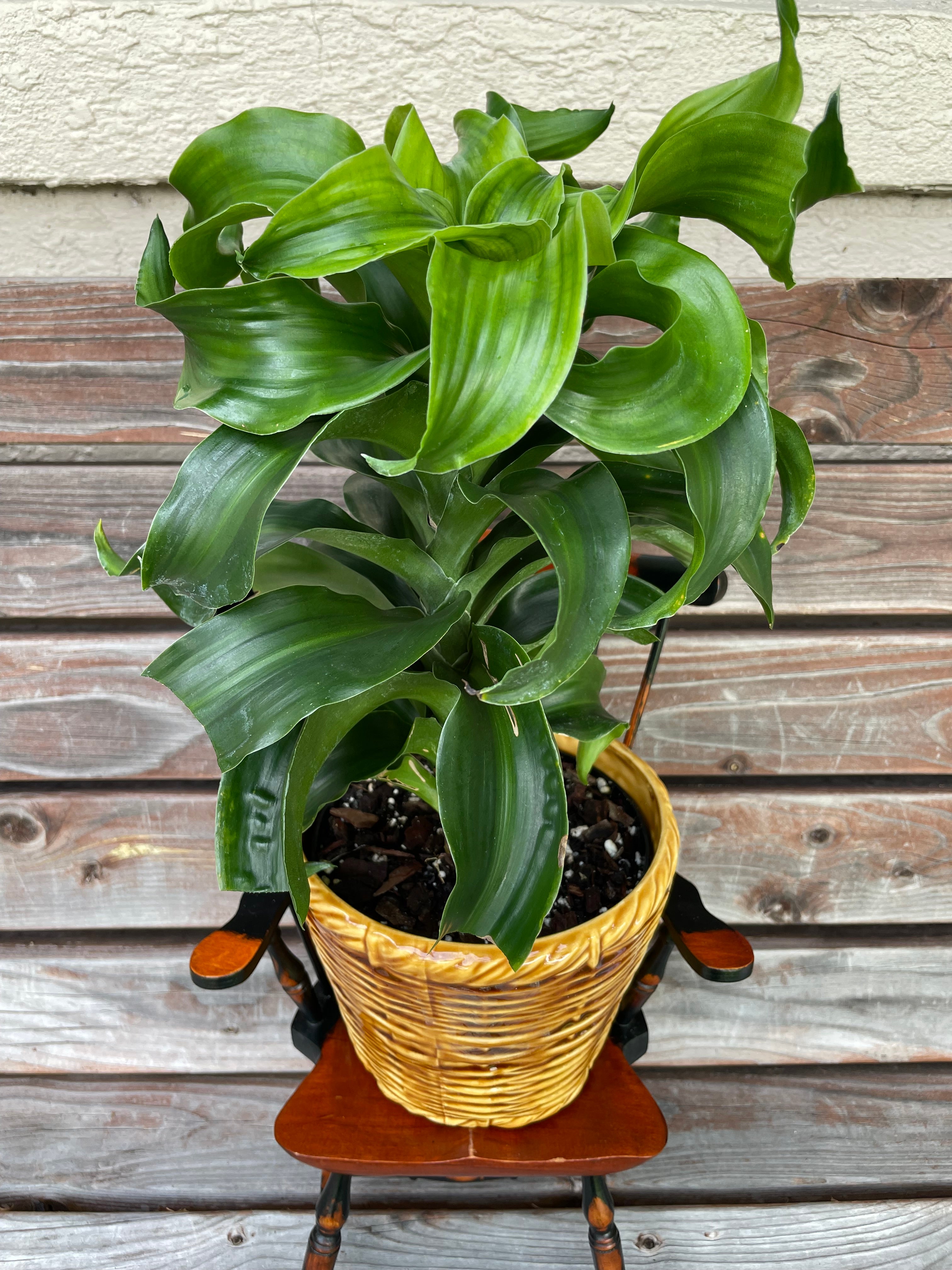 Dracaena Twister/ Tornado in Ceramic Pot- ONLY AT MUDSLIDE COFFEE