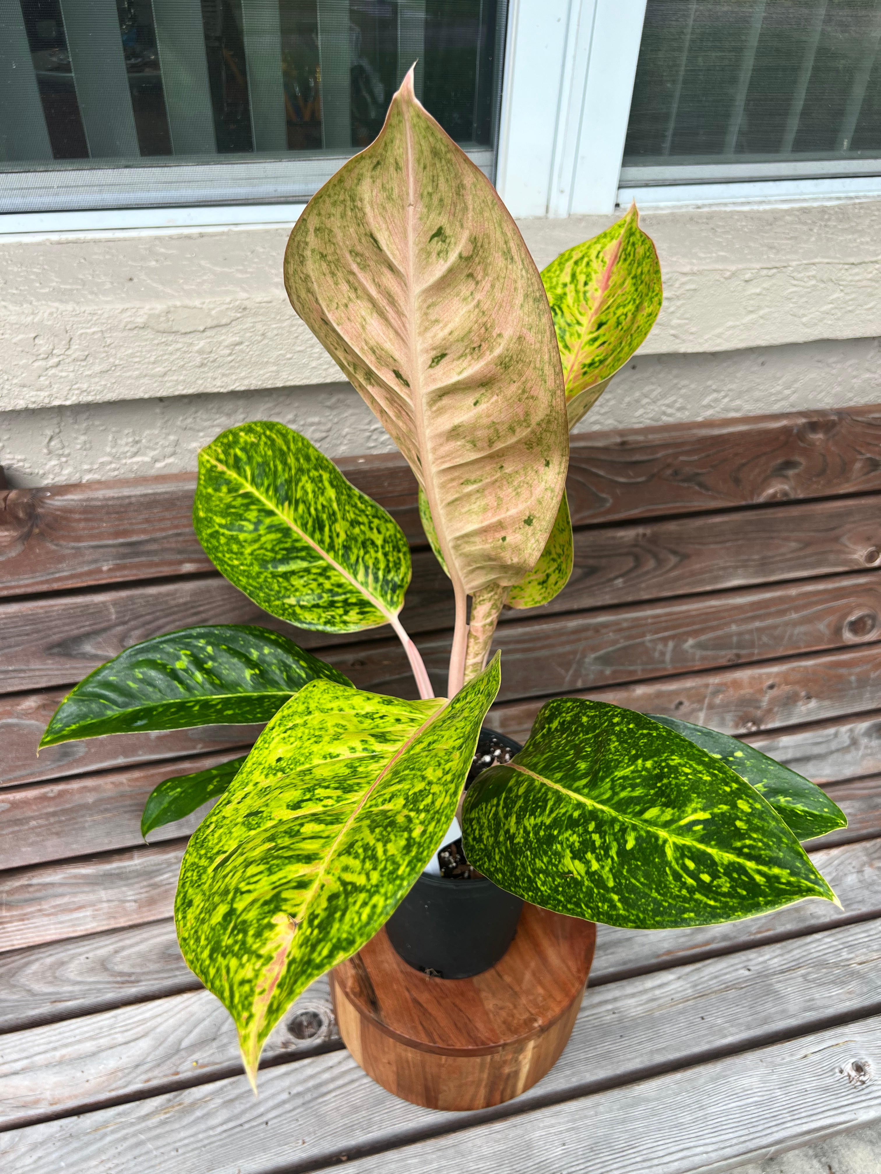 Aglaonema Dizzy Diamond- ONLY AVAILABLE INSIDE BANYAN COFFEE