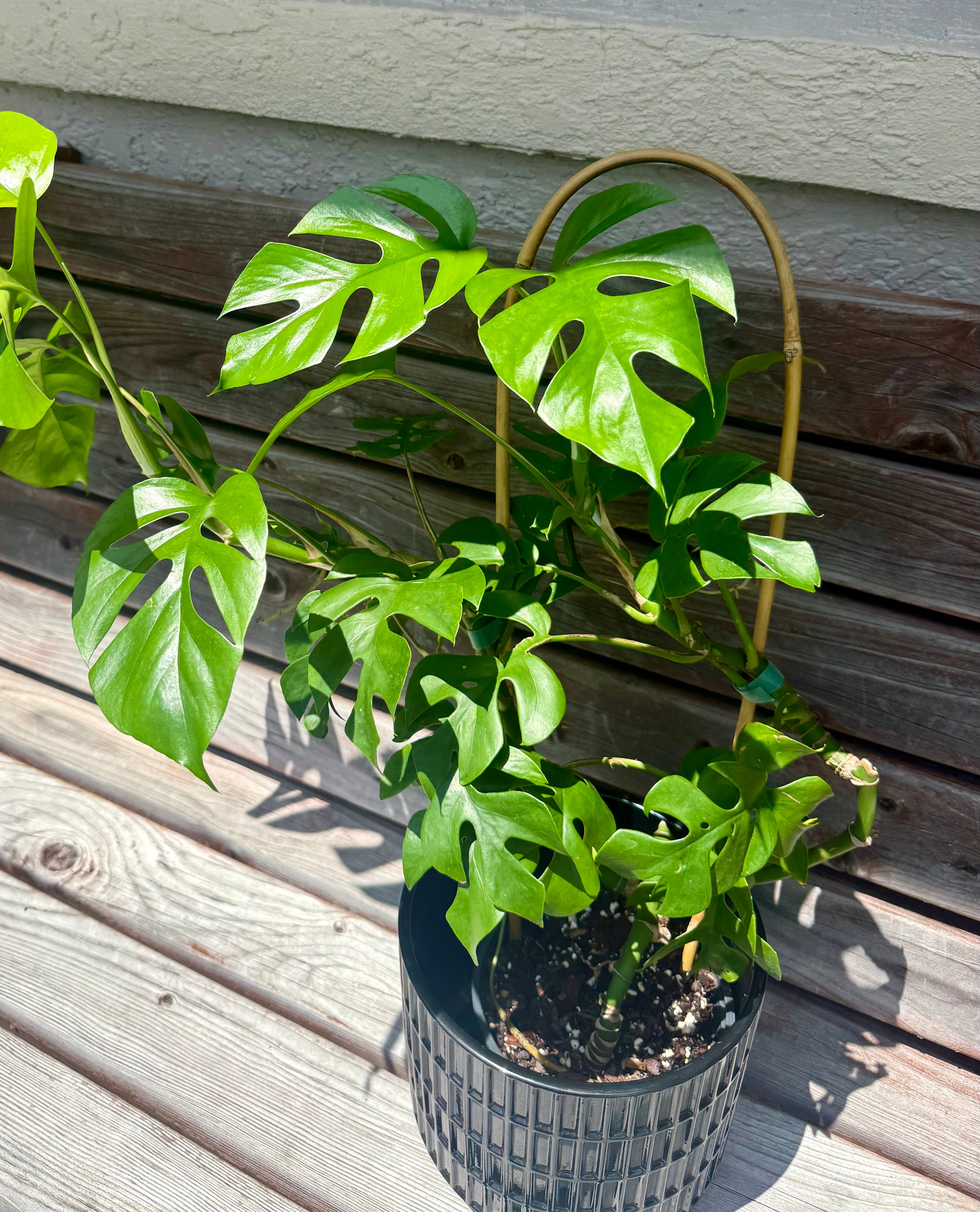 Monstera Ginny aka Rhaphidophora Tetrasperma - ONLY AVAILABLE AT ORANGE BLOSSOM COFFEE