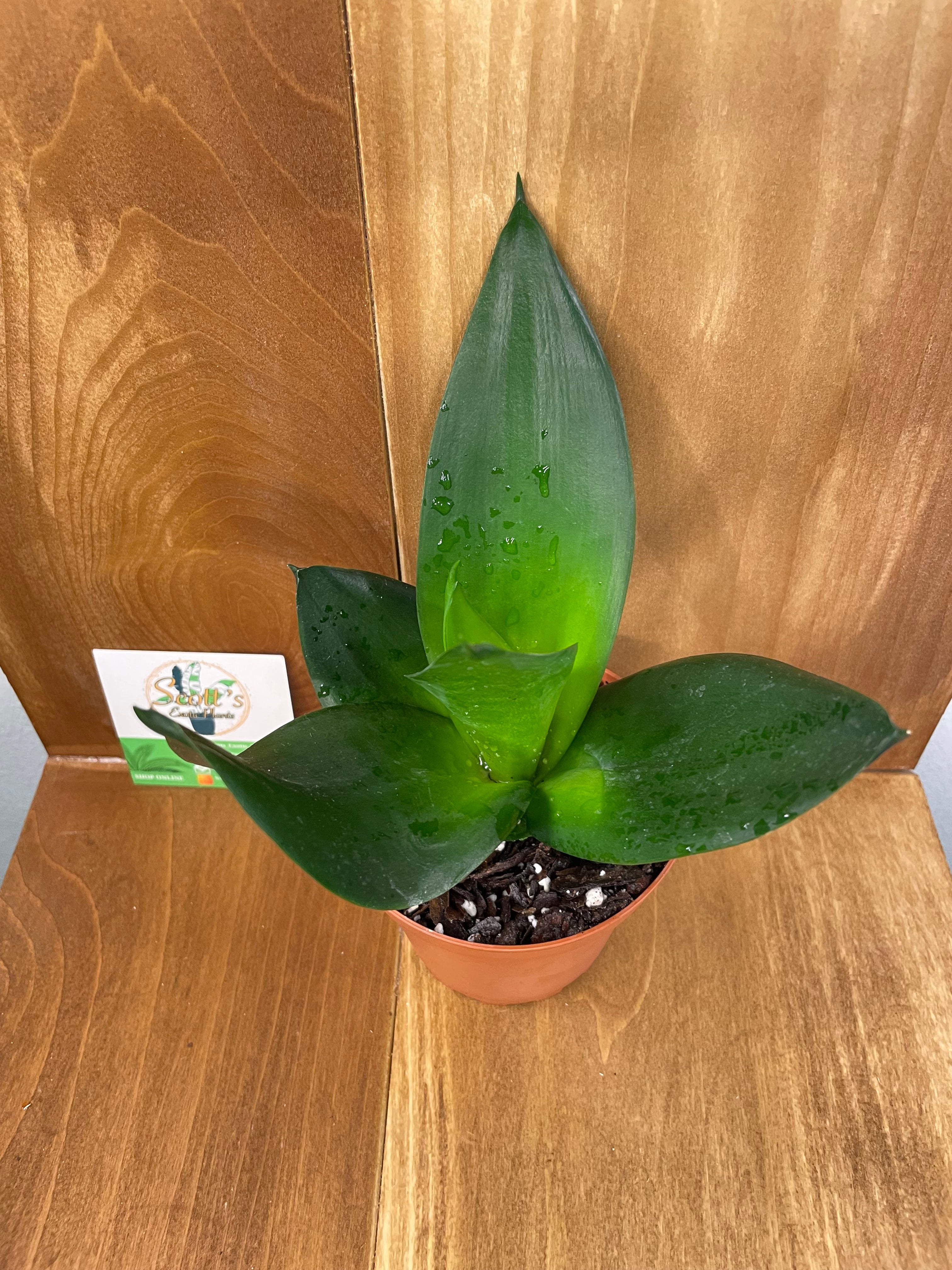 hahnii jade snake plant Sansevieria Hahnii Jade Star- ONLY AVAILABLE INSIDE ORANGE BLOSSOM COF – Scott's Exotic Plants