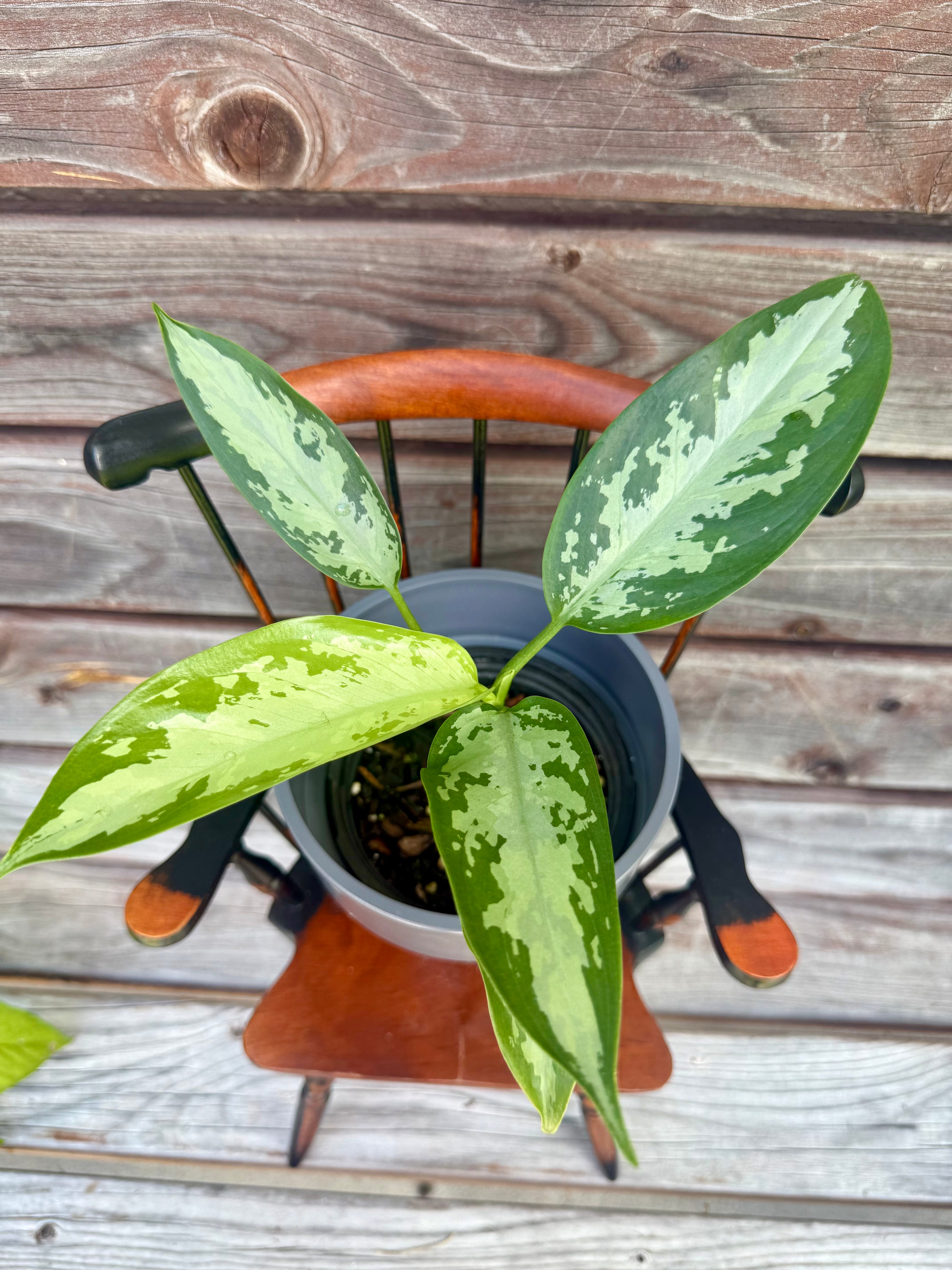 Aglaonema Jubilee In 4-inch pot- ONLY AVAILABLE AT ORANGE BLOSSOM COFFEE