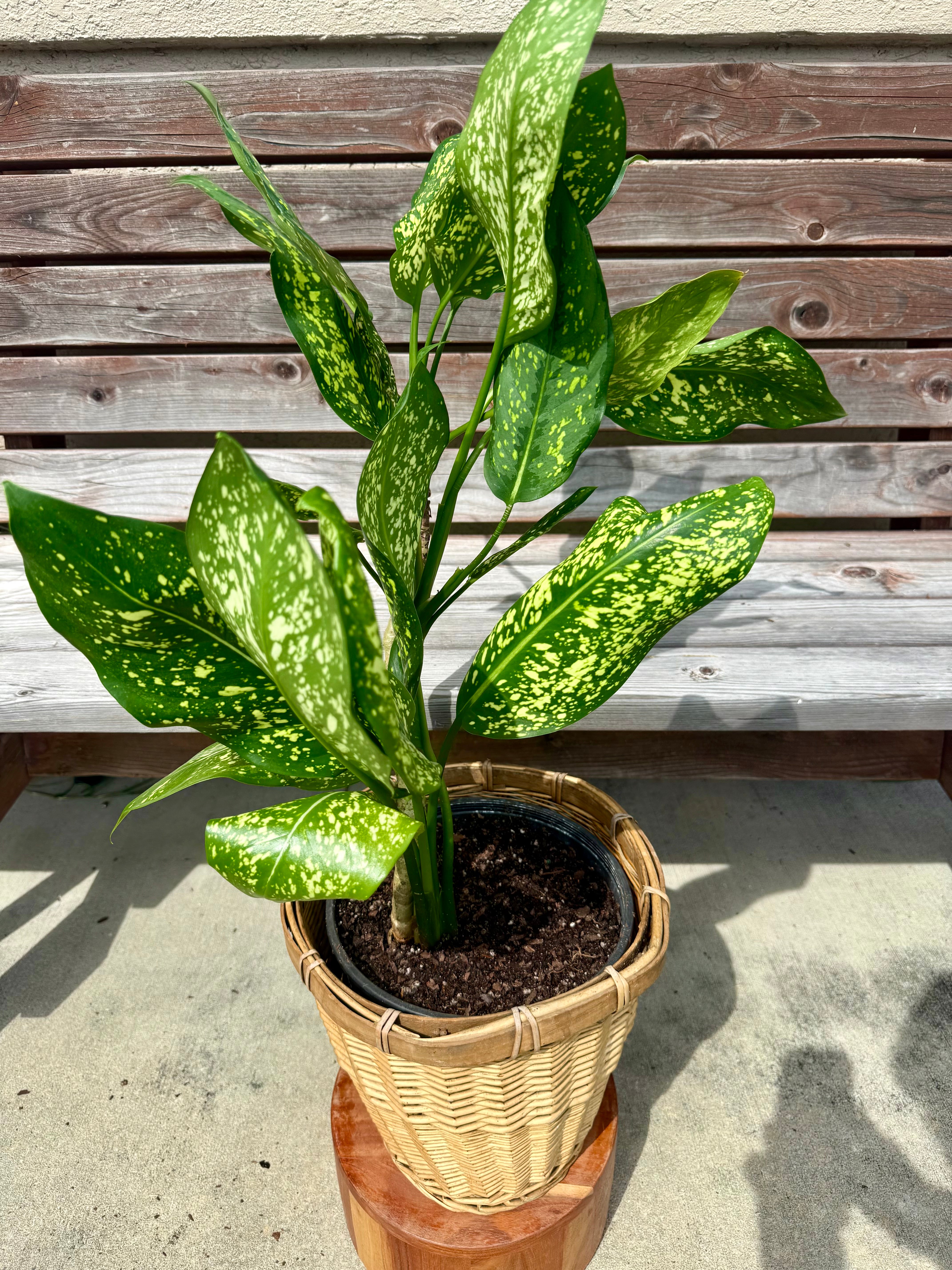 Aglaonema Gold Dust in Decorative Pot- ONLY AVAILABLE AT ART HOUSE