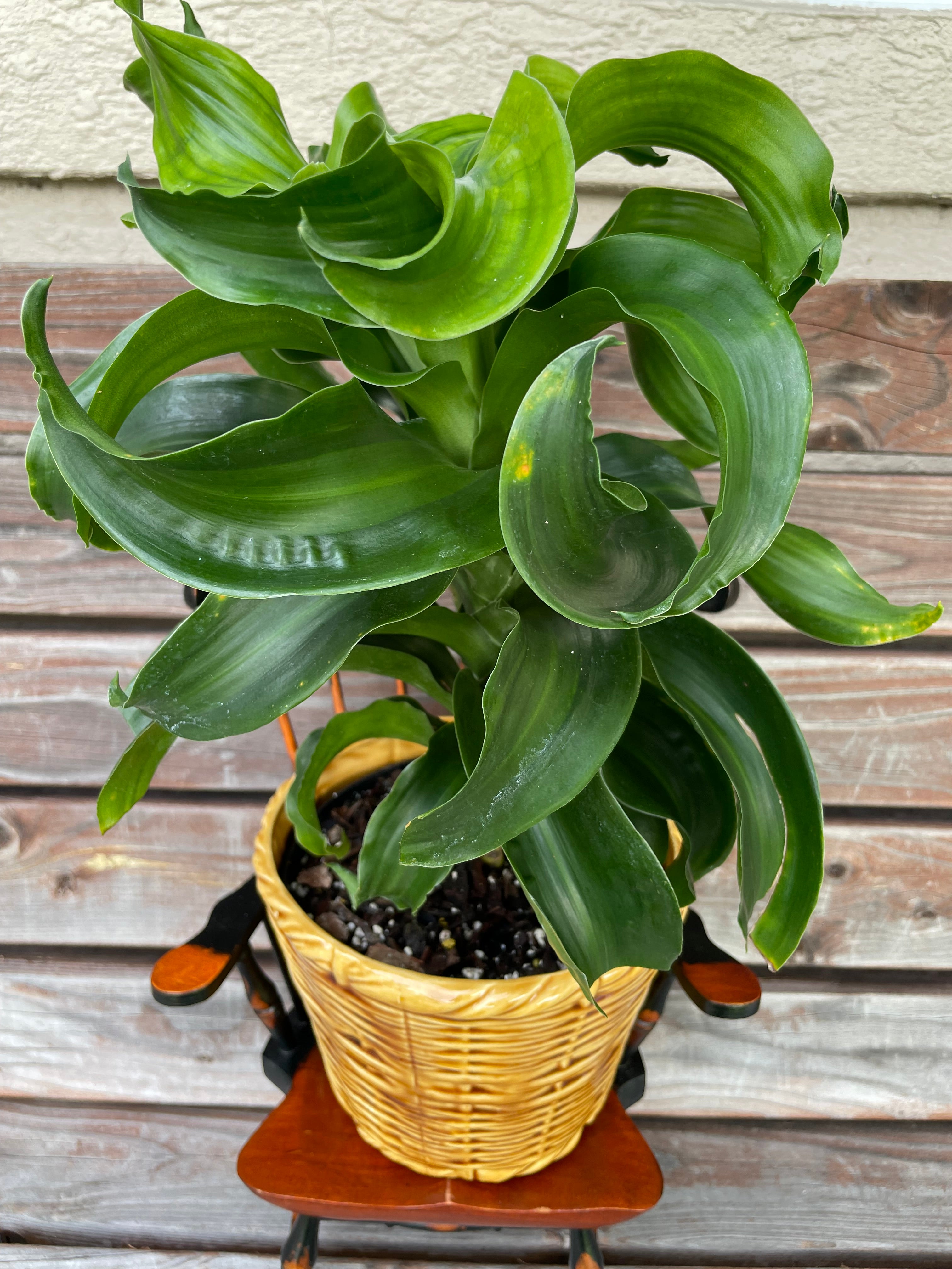 Dracaena Twister/ Tornado in Ceramic Pot- ONLY AT MUDSLIDE COFFEE