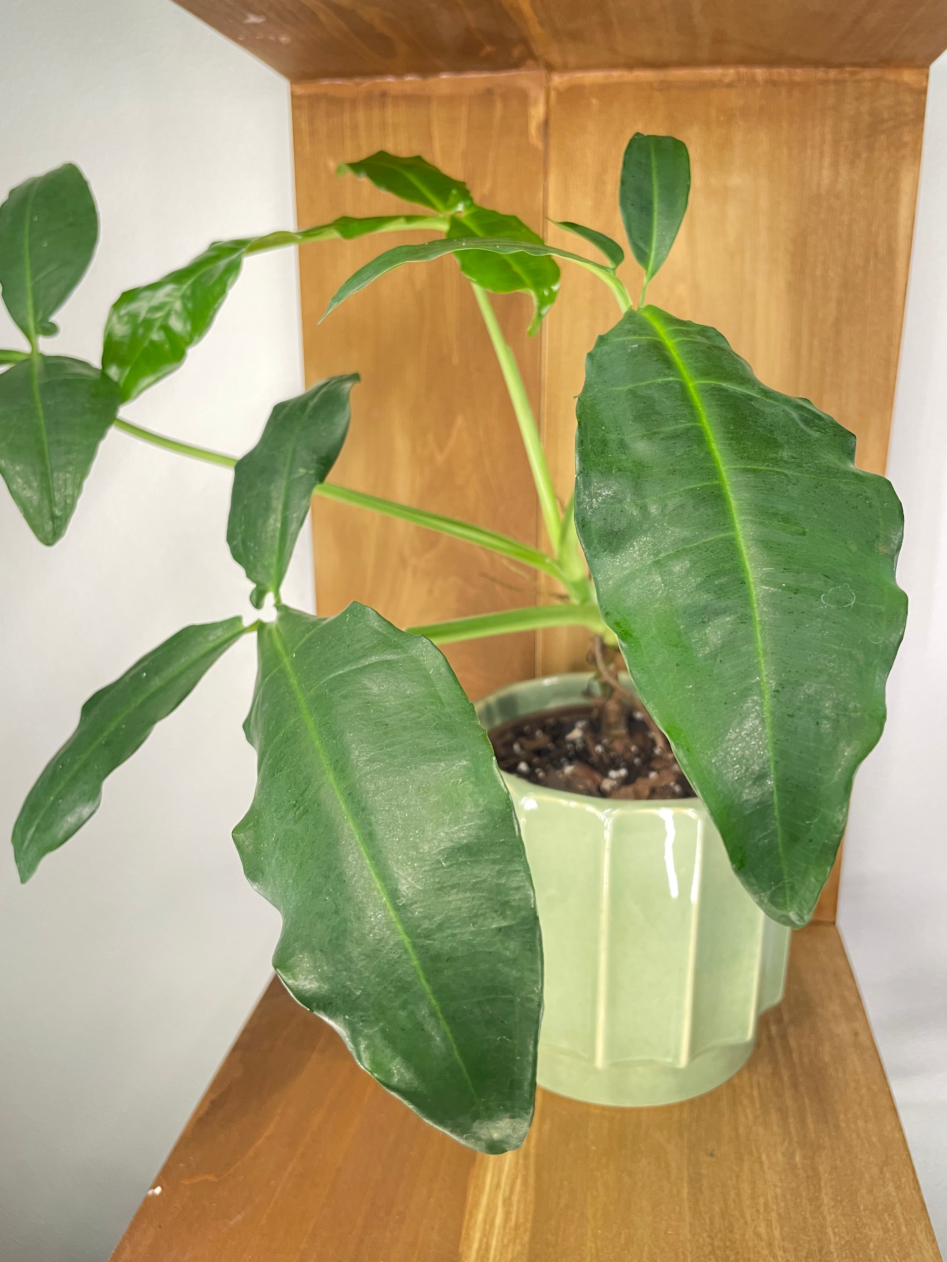 Syngonium Auritum in ceramic planter- ONLY Available at Orange Blossom Coffee