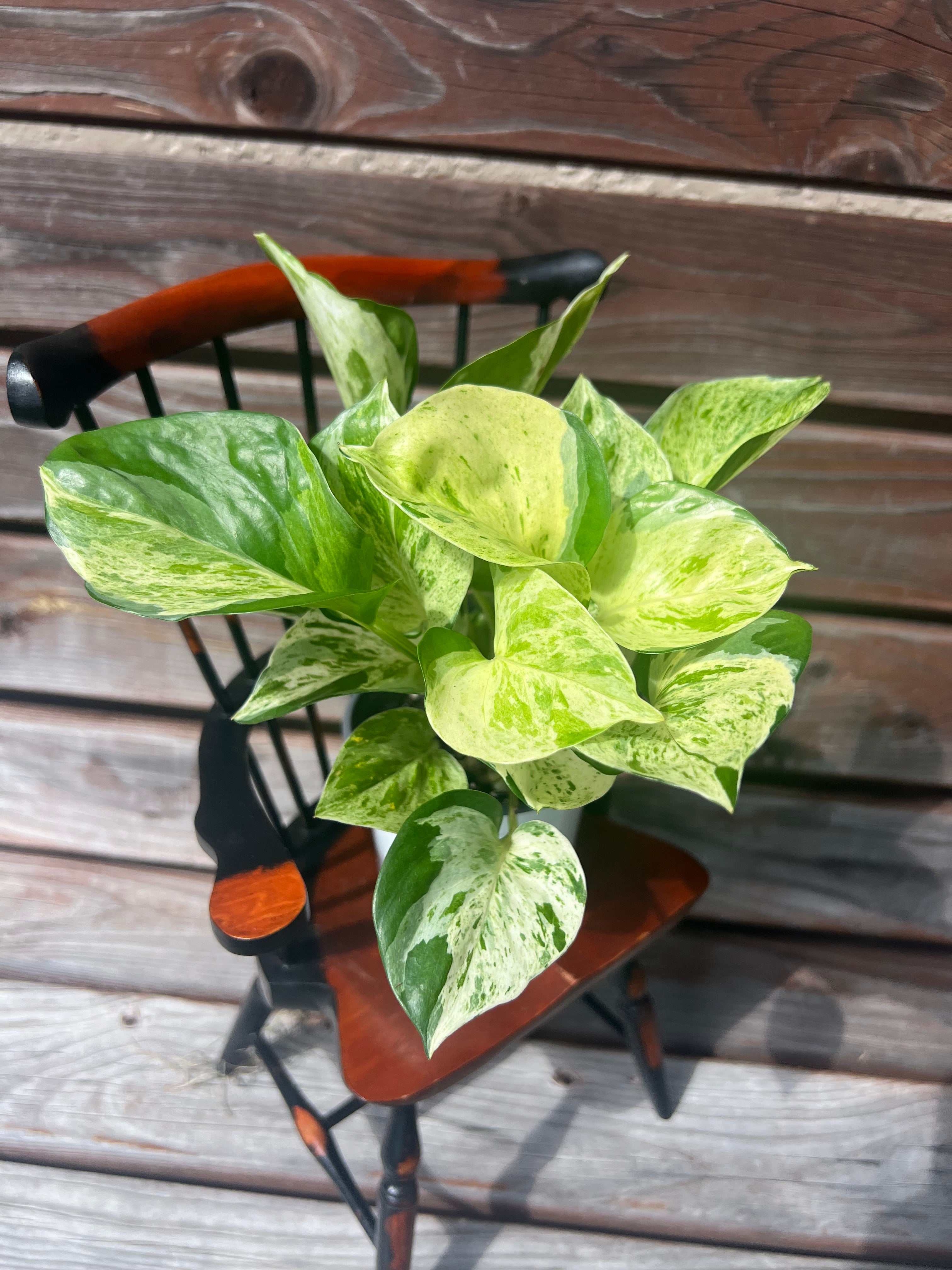 Manjula Pothos aka Pothos Epipremnum aureum 'Manjula' ONLY AVAILABLE INSIDE ORANGE BLOSSOM COFFEE