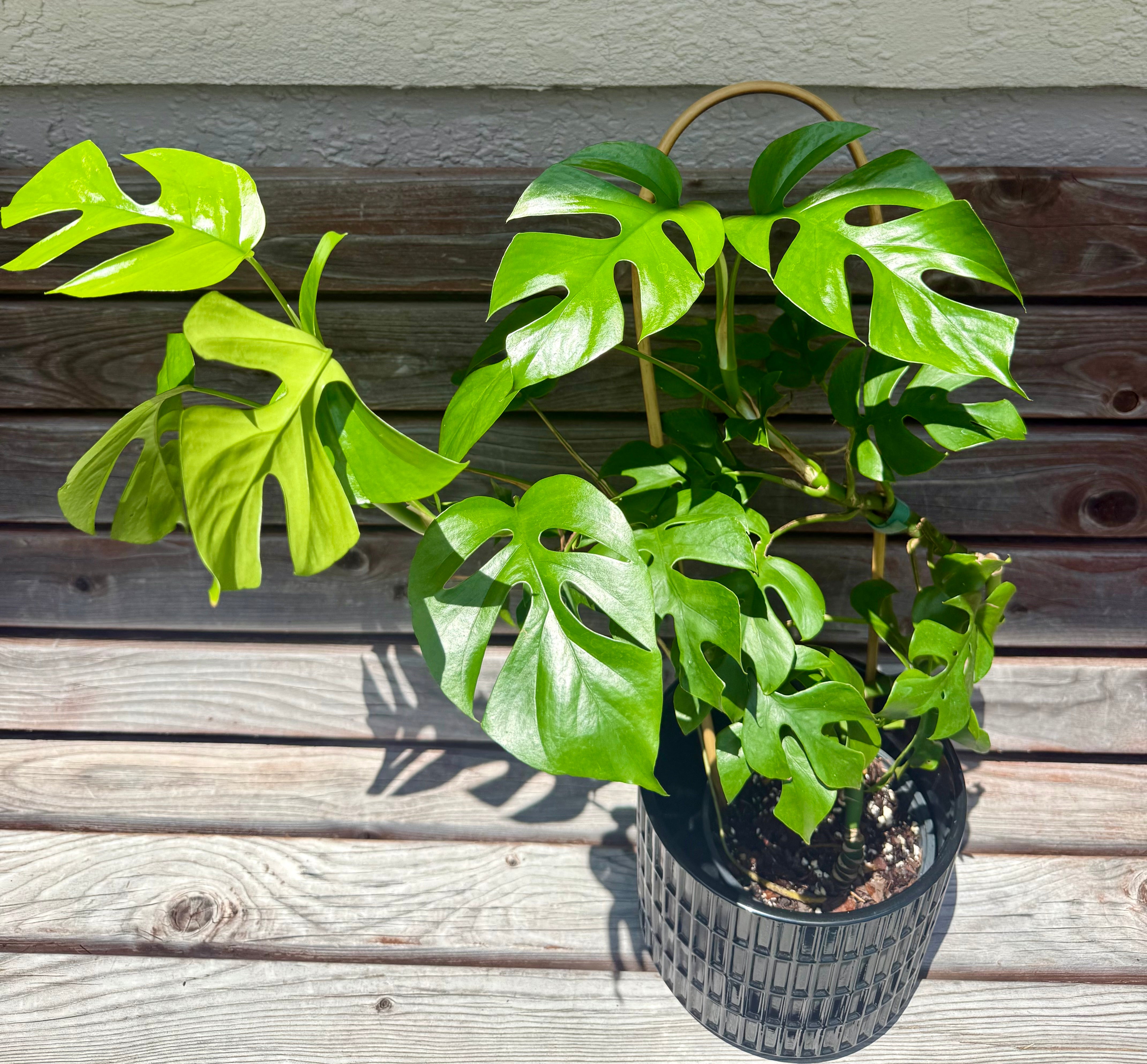 Monstera Ginny aka Rhaphidophora Tetrasperma - ONLY AVAILABLE AT ORANGE BLOSSOM COFFEE
