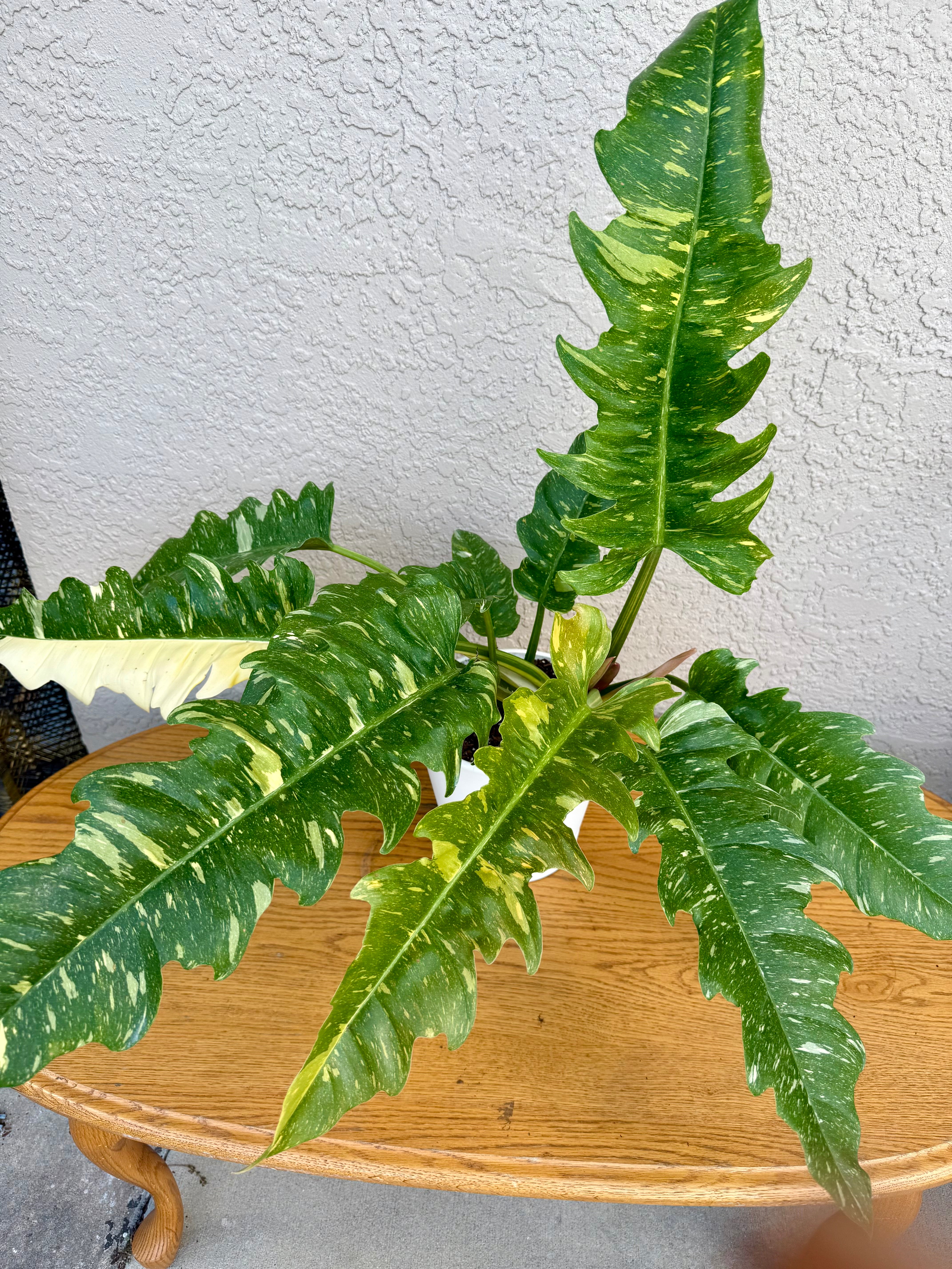 Philodendron Ring of Fire Variegated- ONLY AVAILABLE AT ORANGE BLOSSOM COFFEE