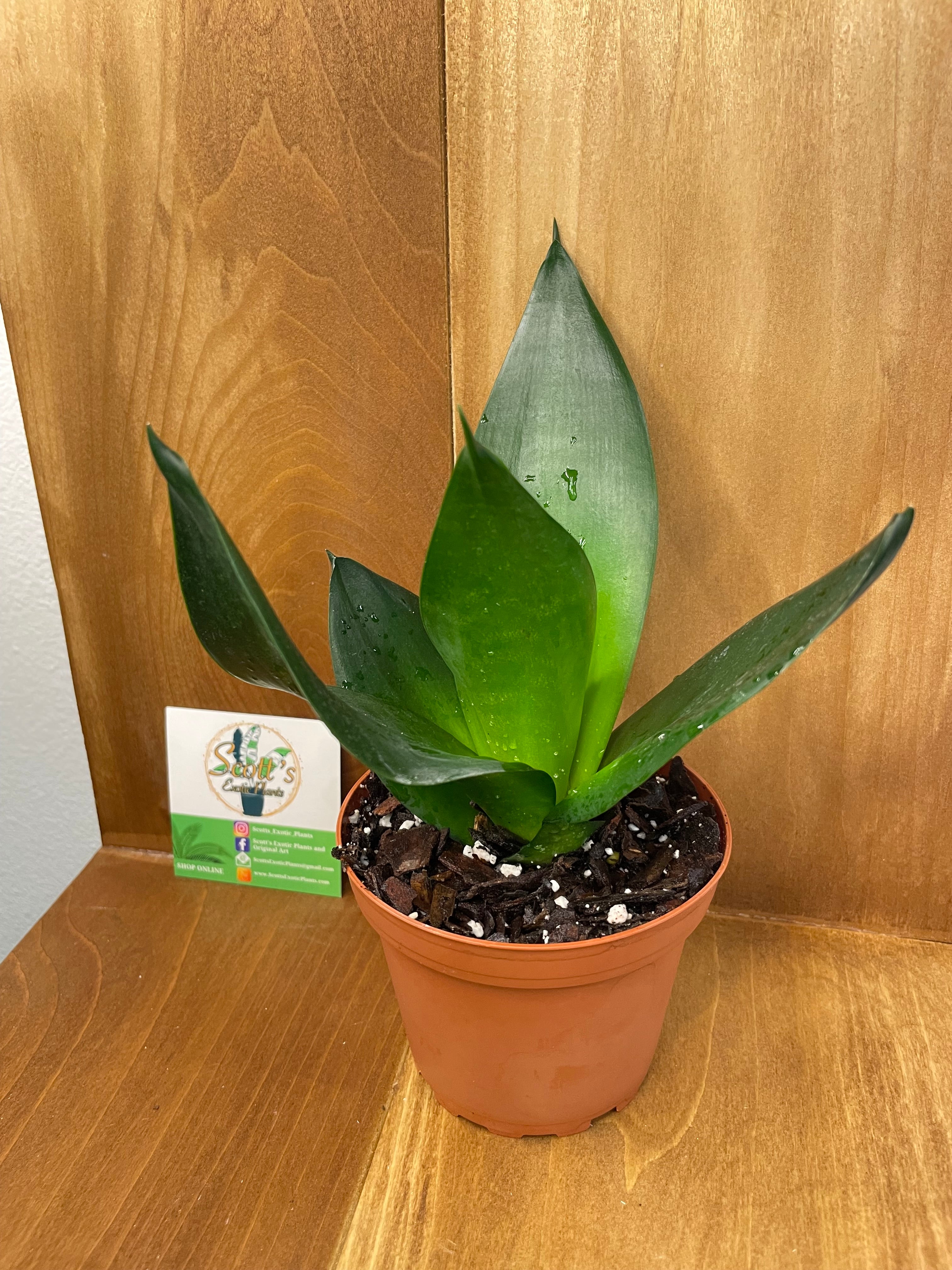 sansevieria coffee Sansevieria Hahnii Jade Star- ONLY AVAILABLE INSIDE ORANGE BLOSSOM COFFEE