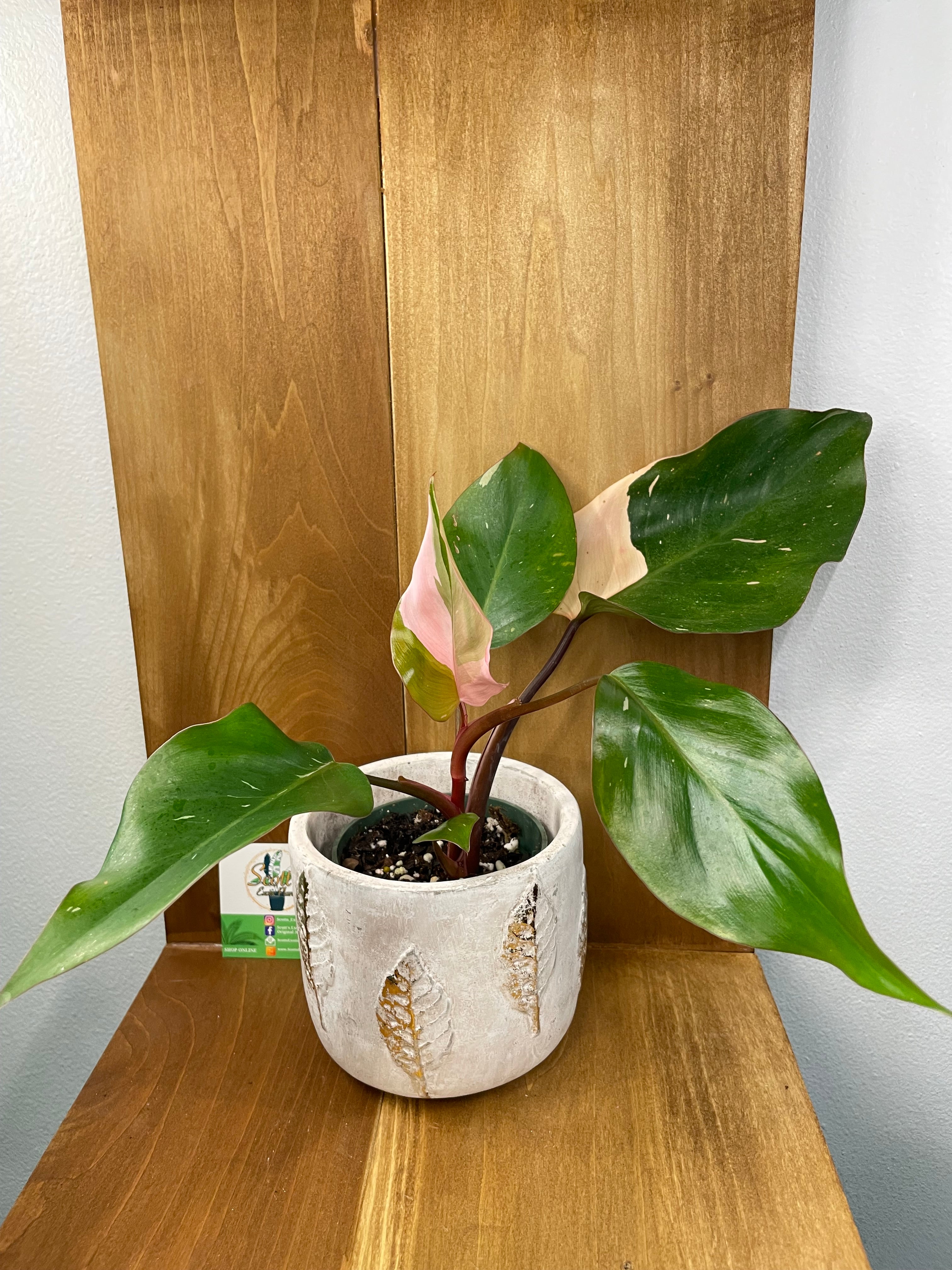 Philodendron Pink Princess in Gold Leaf Planter- ONLY AVAILABLE AT ORANGE BLOSSOM COFFEE