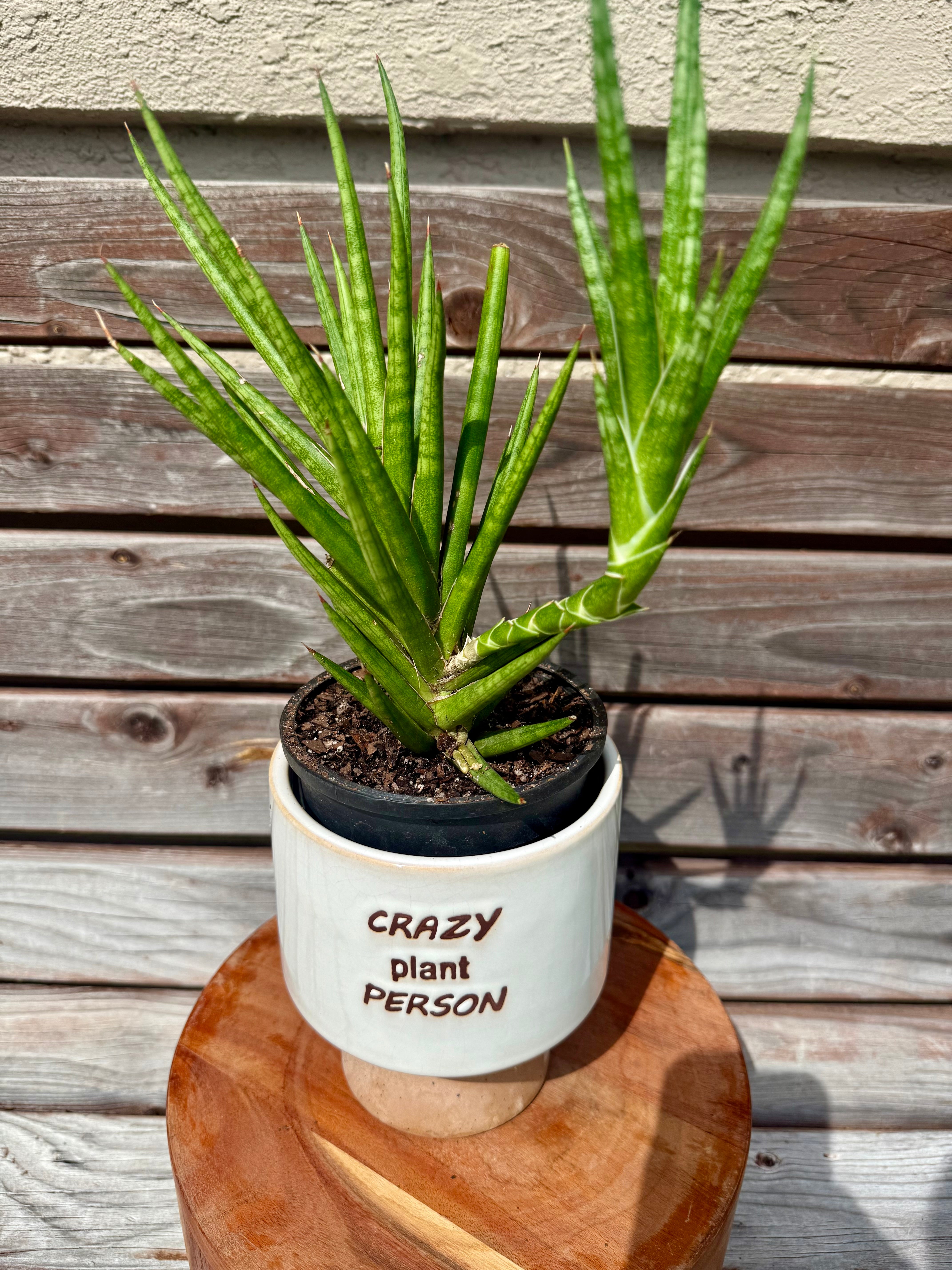 sansevieria francisii for sale Sansevieria Francisii in Decorative Pot- ONLY AVAILABLE AT ART HOUSE –  Scott's Exotic Plants