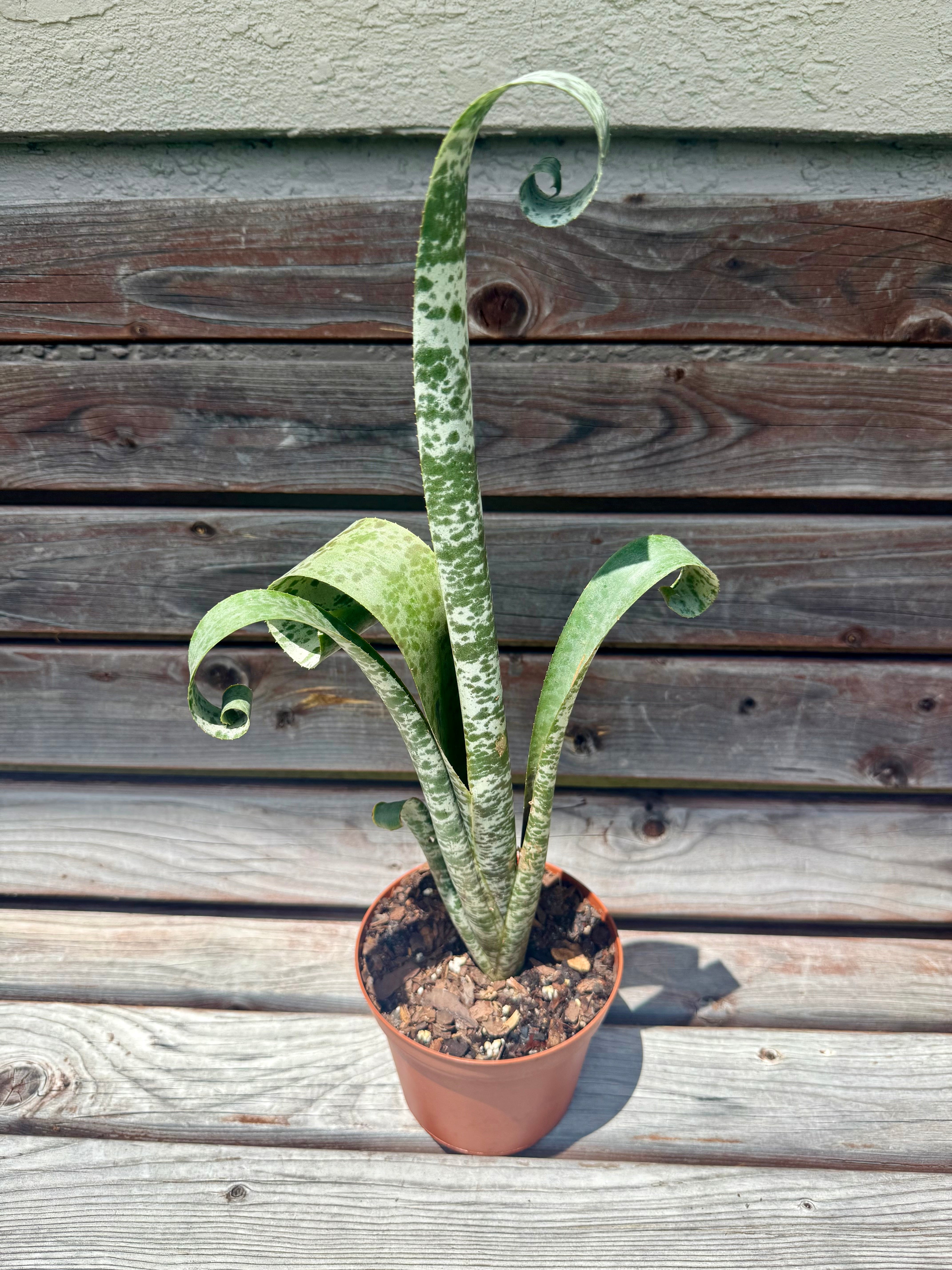 Quesnelia Tim Plowman Bromeliad