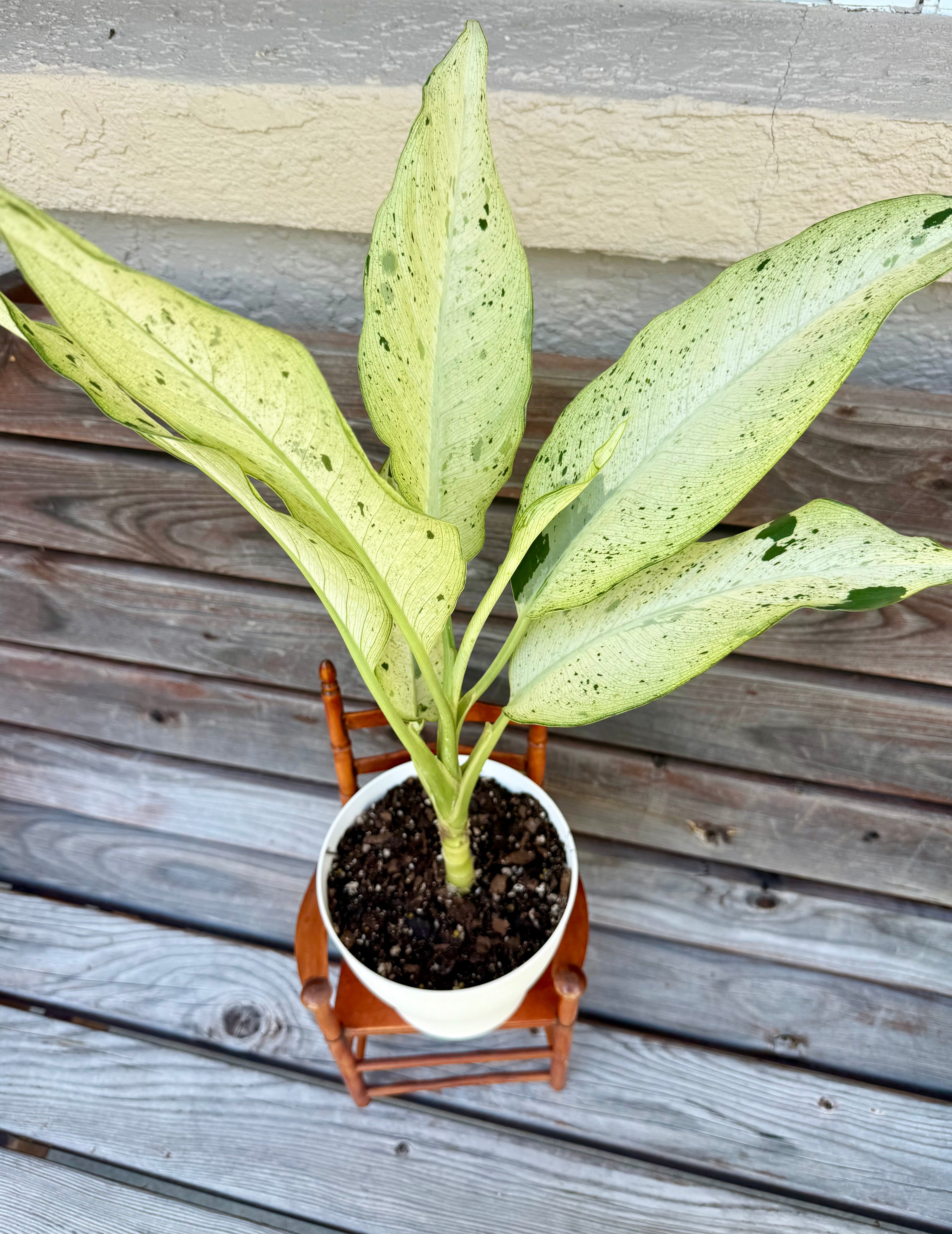 dieffenbachia orange leaf Dieffenbachia Camouflage- ONLY AVAILABLE AT ORANGE BLOSSOM COFFEE