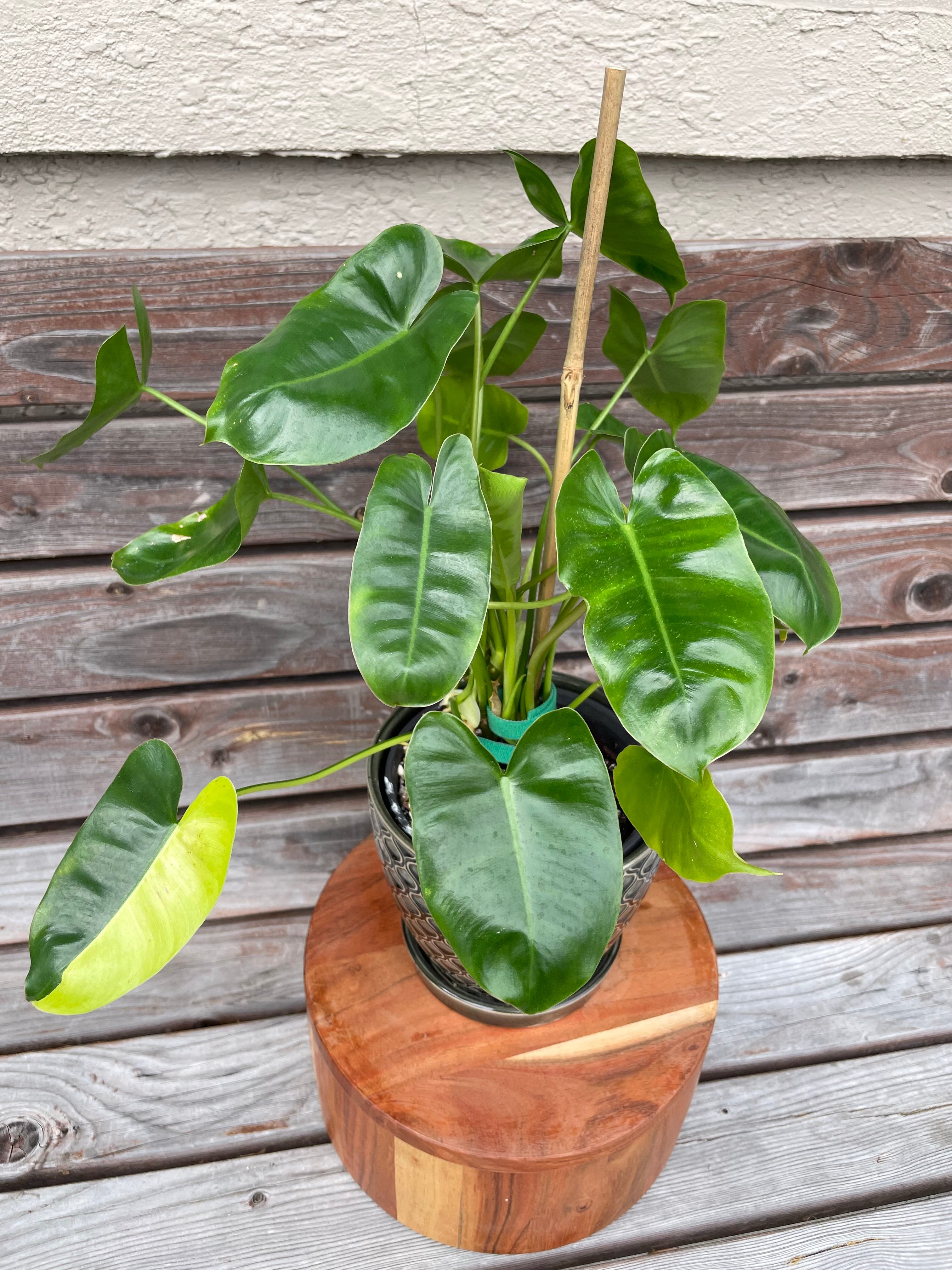 Philodendron Burle Marx in ceramic pot- ONLY AVAILABLE INSIDE BANYAN COFFEE