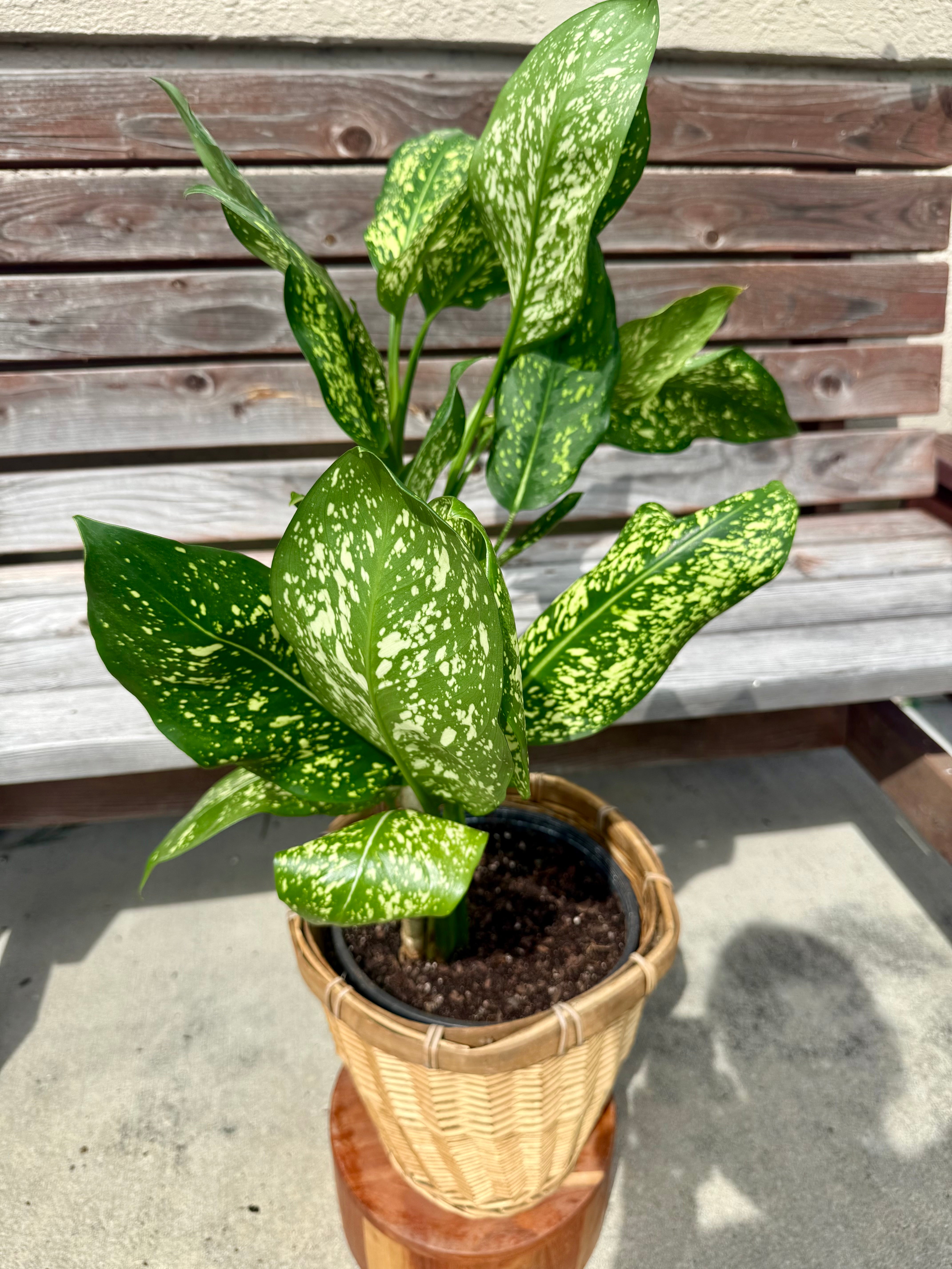 Aglaonema Gold Dust in Decorative Pot- ONLY AVAILABLE AT ART HOUSE