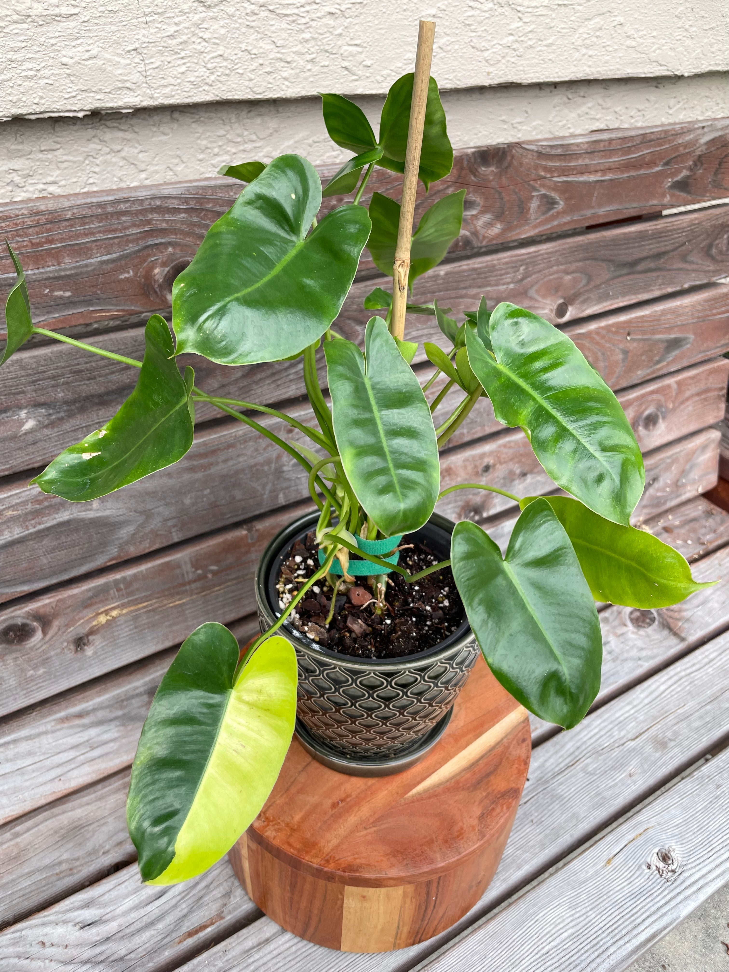 Philodendron Burle Marx in ceramic pot- ONLY AVAILABLE INSIDE BANYAN COFFEE