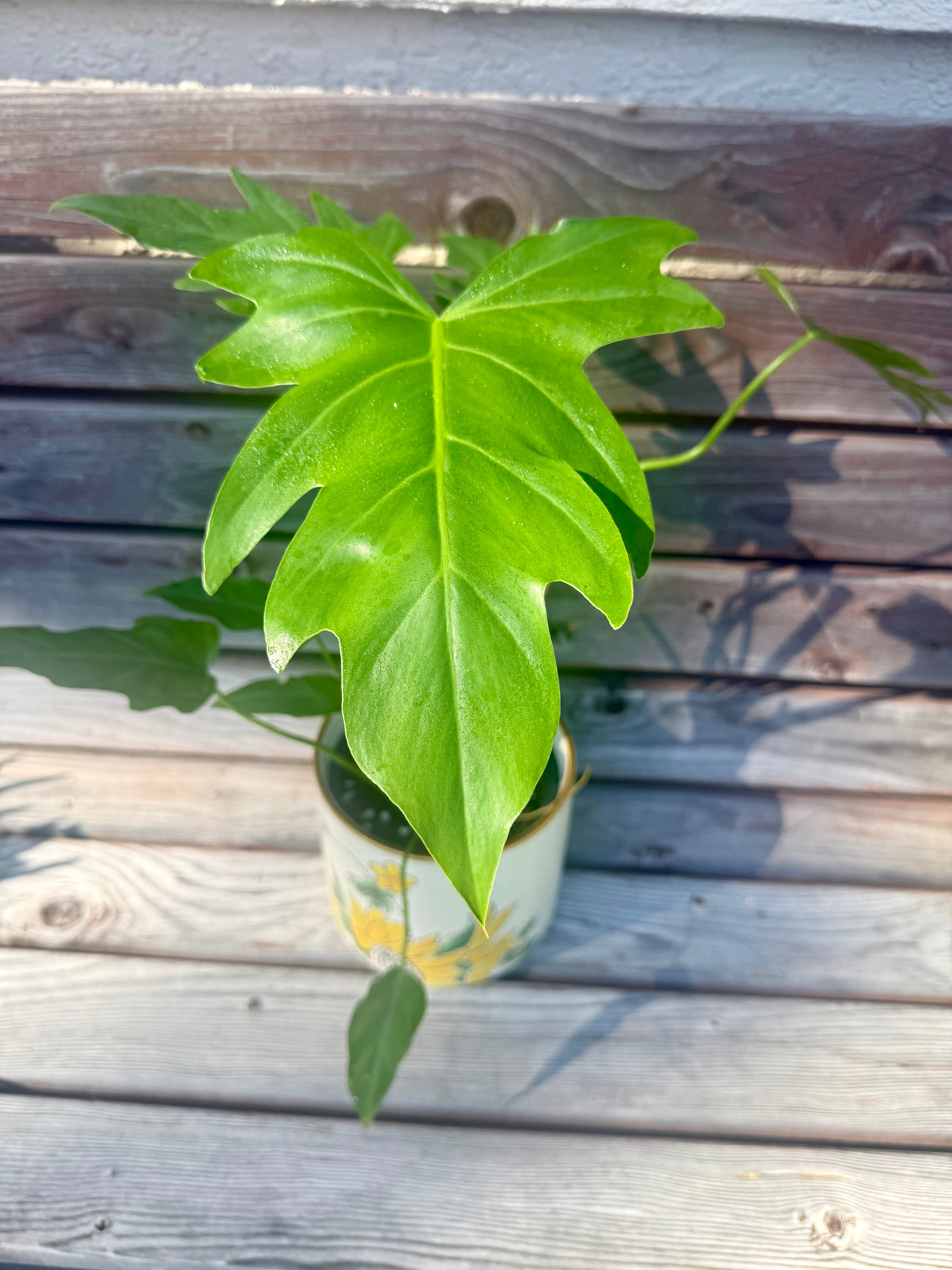 Philodendron Radiatum- ONLY AVAILABLE AT BANYAN COFFEE