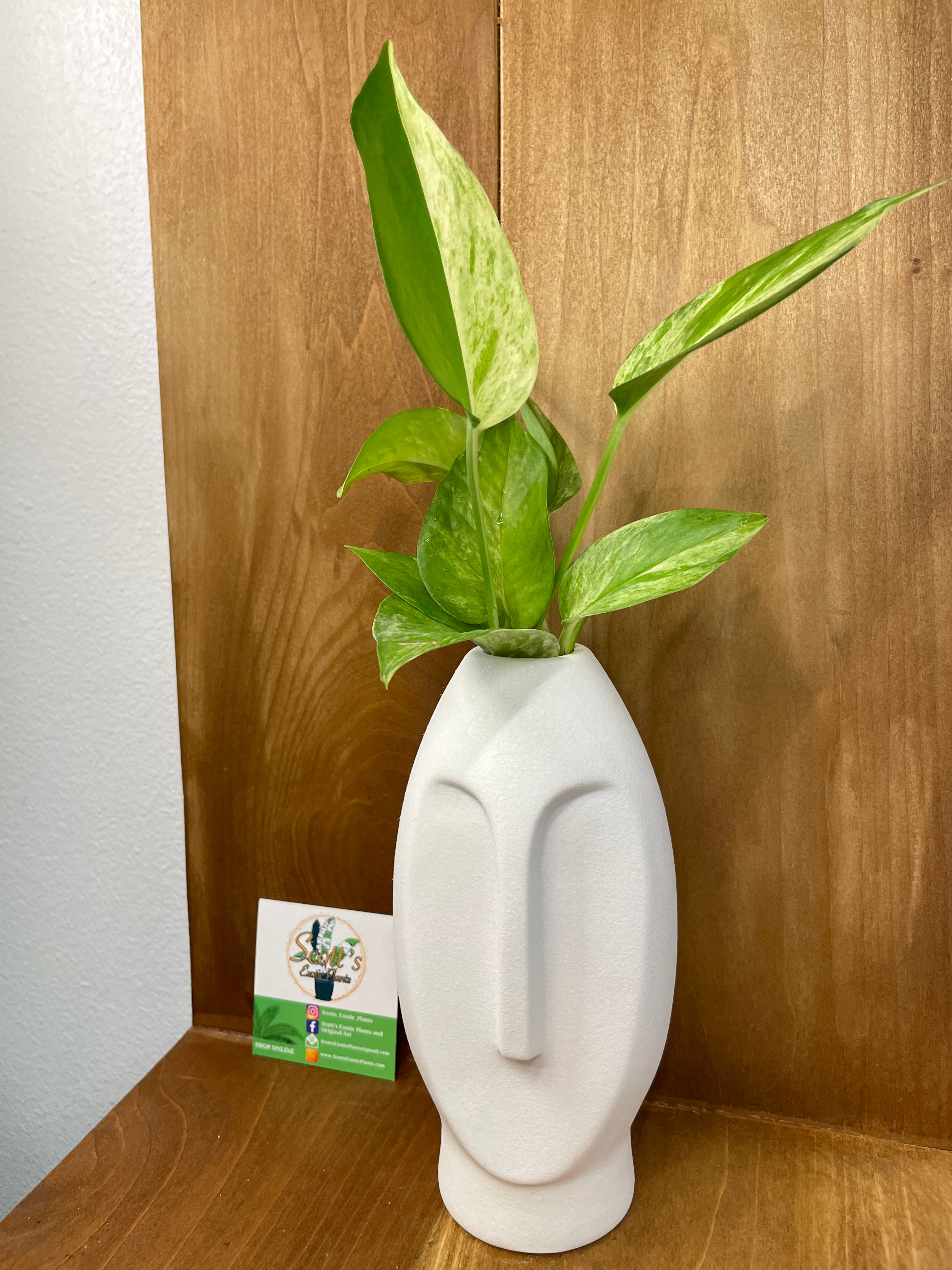 Marble Queen Pothos in water prop stand- ONLY AVAILABLE INSIDE ORANGE BLOSSOM COFFEE