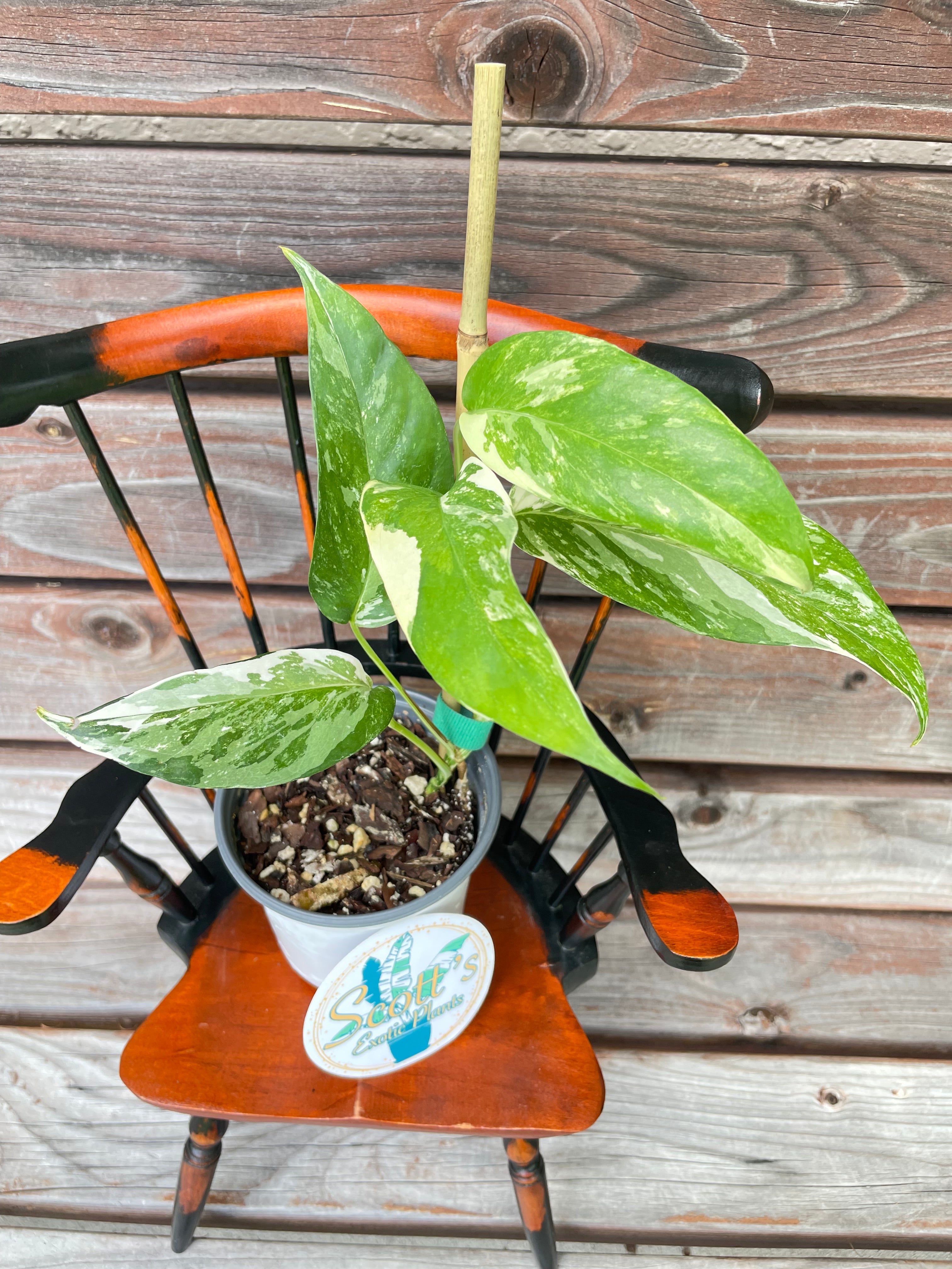 Variegated Epipremnum Pinnatum- ONLY AVAILABLE AT ORANGE BLOSSOM COFFEE