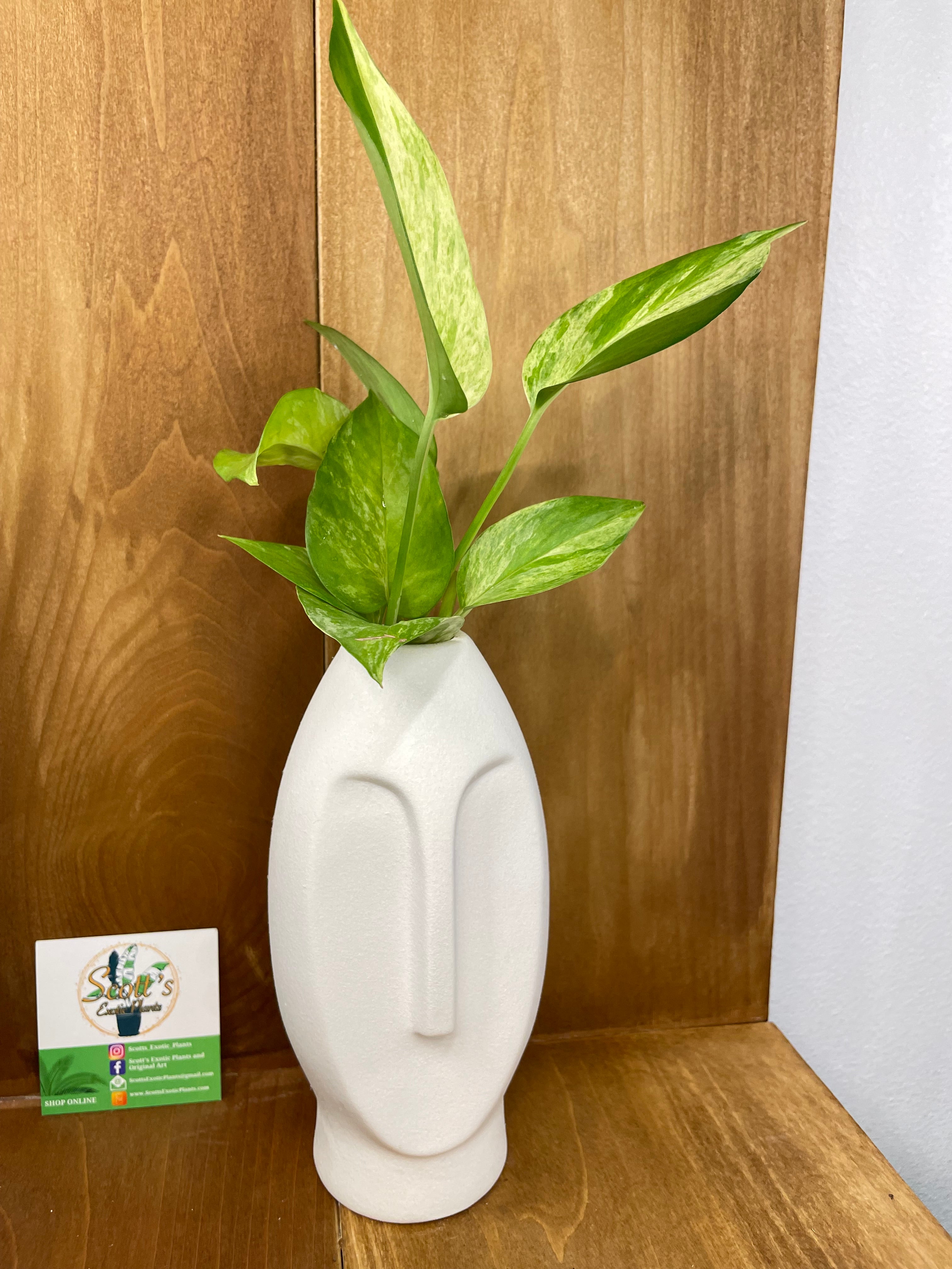 Marble Queen Pothos in water prop stand- ONLY AVAILABLE INSIDE ORANGE BLOSSOM COFFEE