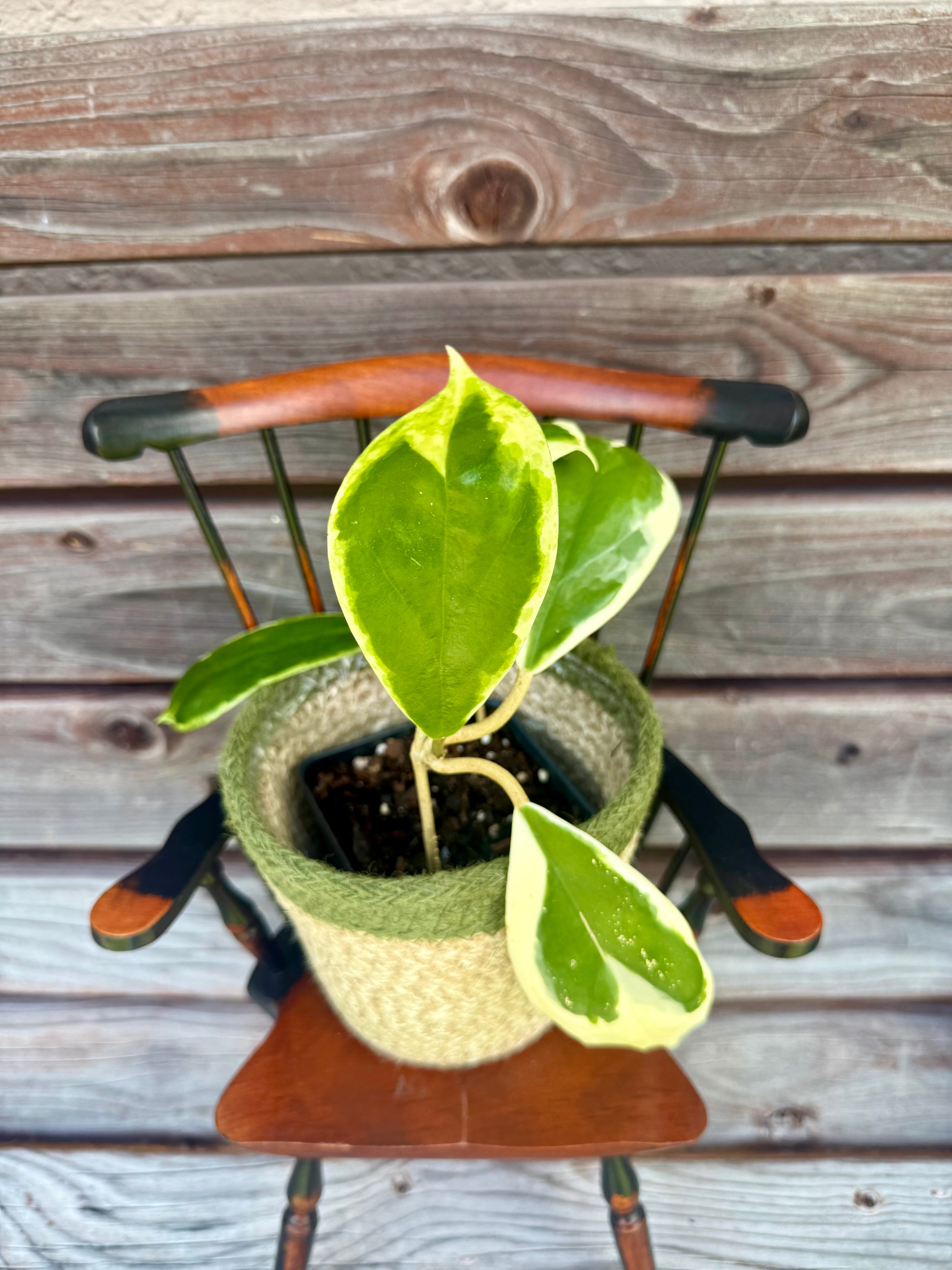 Hoya Incrassata 'Eclipse' (Outer variegation) ONLY AVAILABLE AT ORANGE BLOSSOM COFFEE