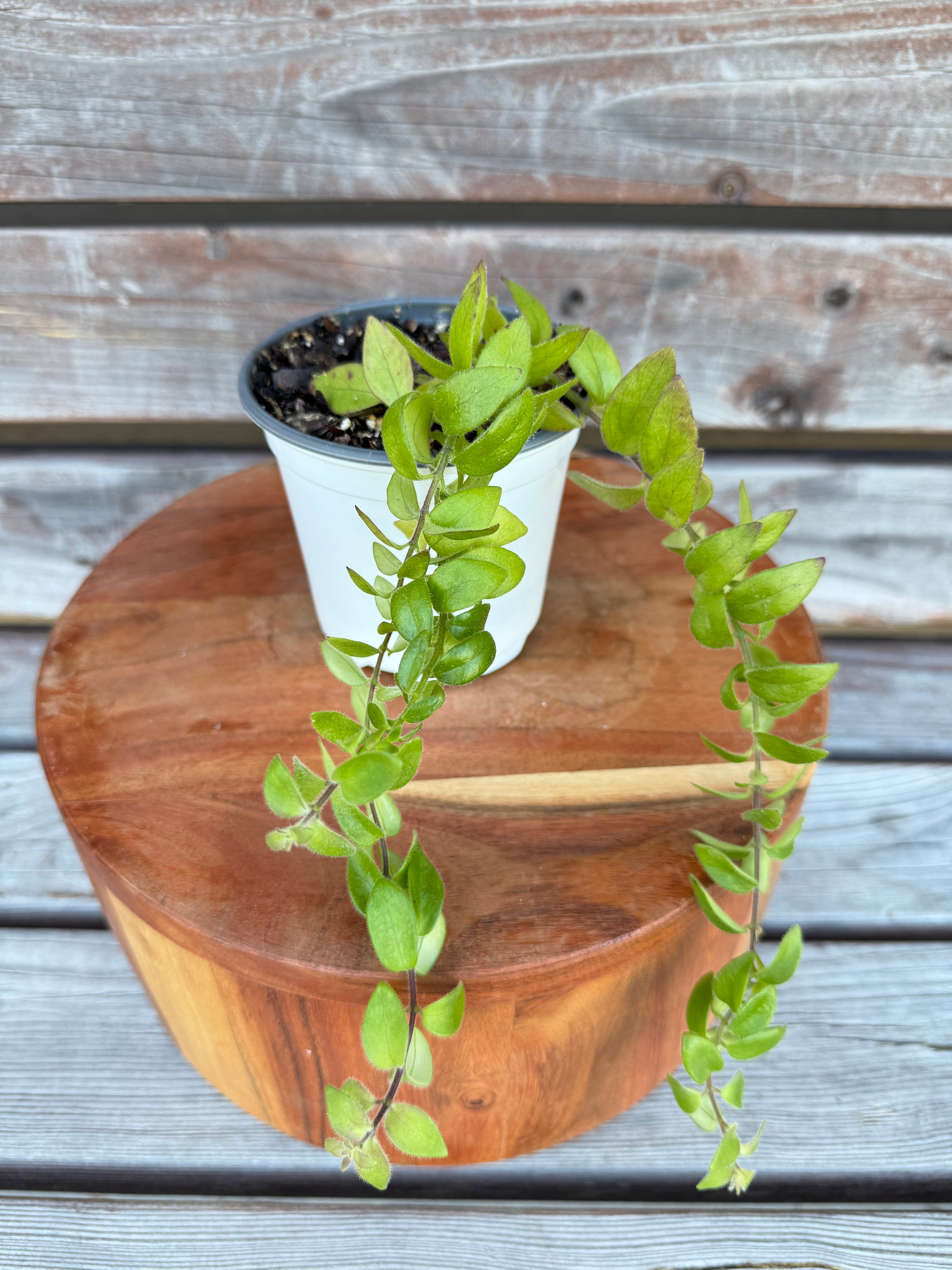 Lipstick Plant- ONLY AVAILABLE IN ORANGE BLOSSOM COFFEE