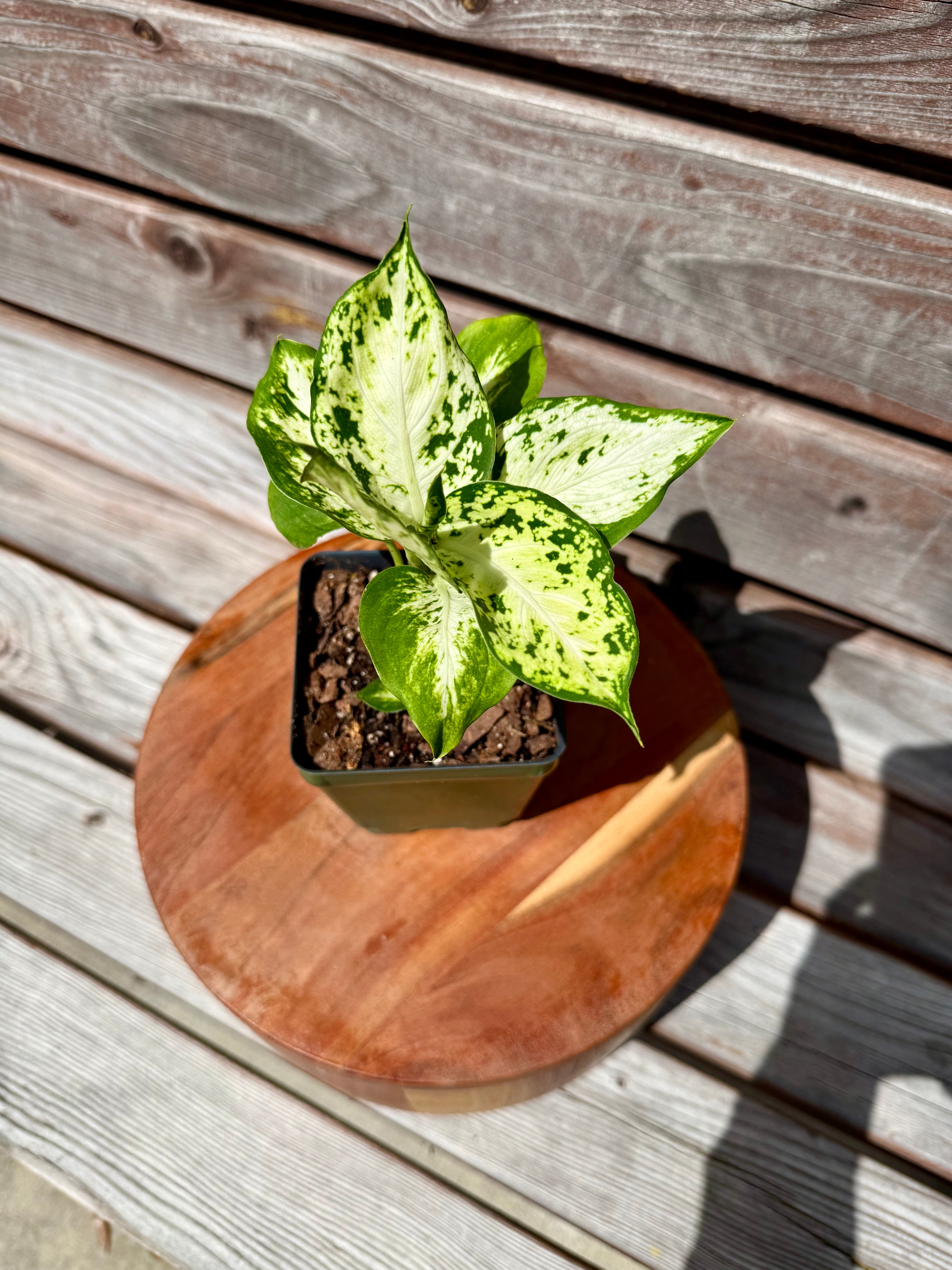Dieffenbachia Amy- ONLY AVAILABLE INSIDE BANYAN COFFEE