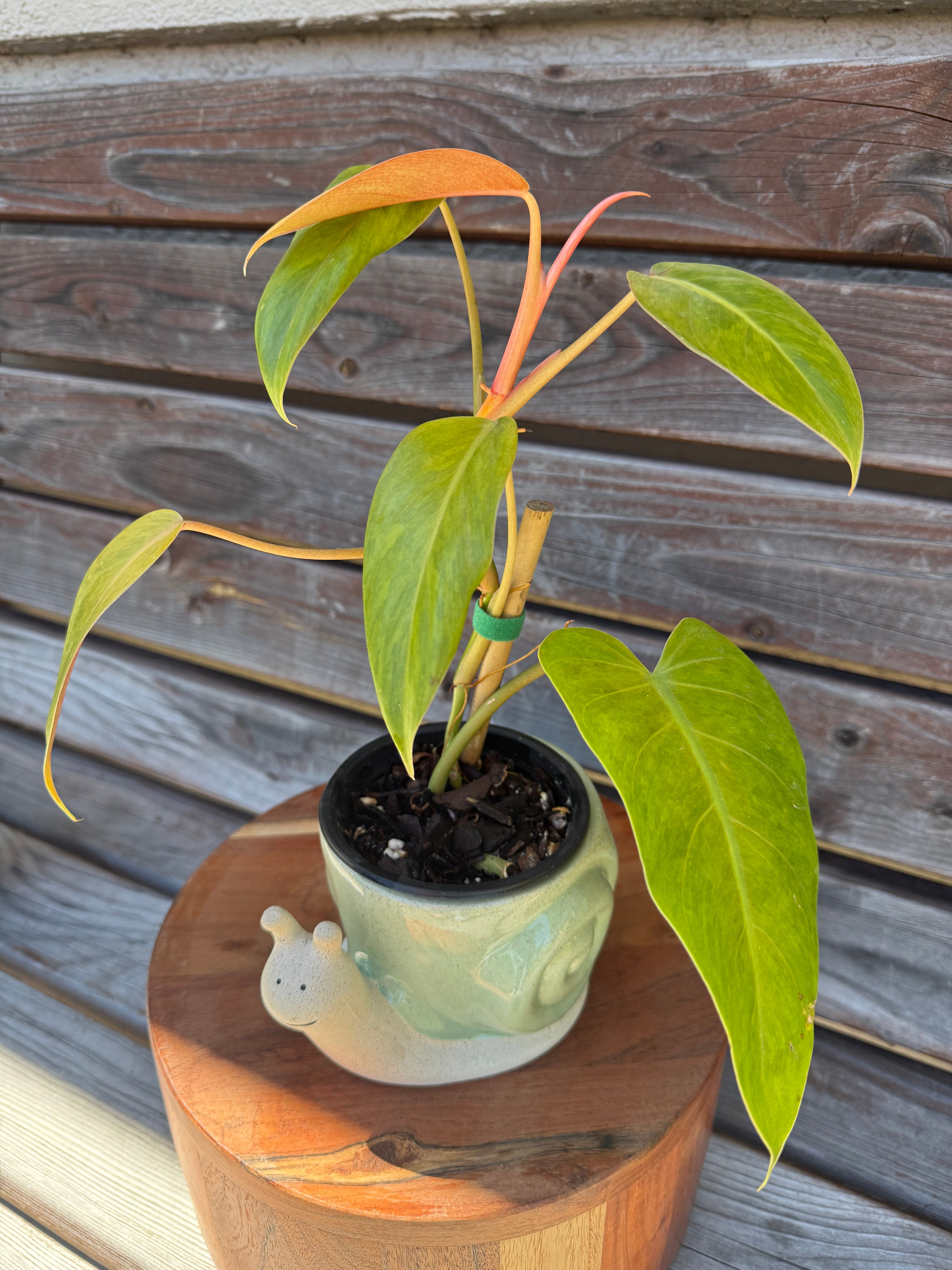 philodendron coffee Philodendron Maui Yellow