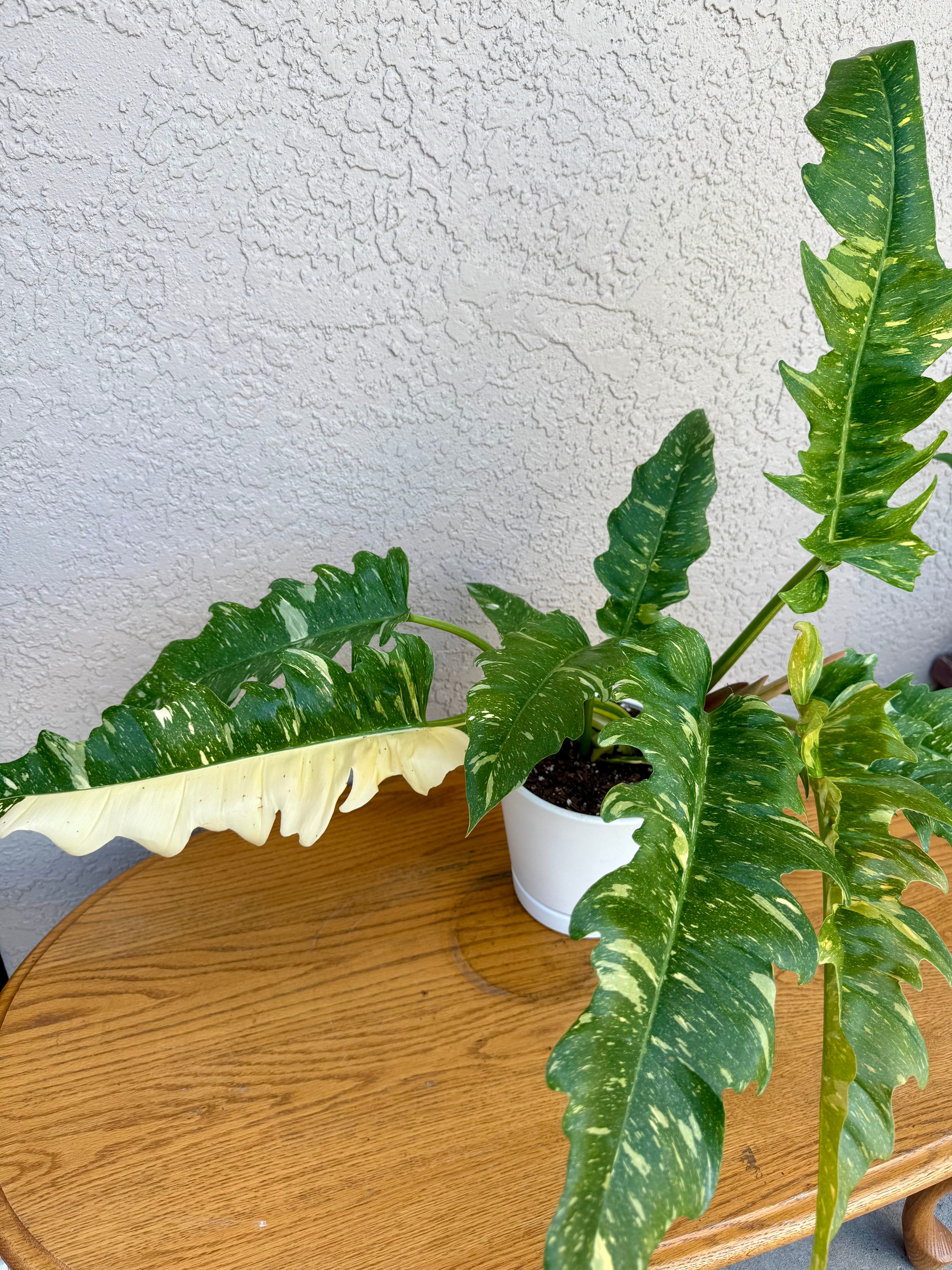 Philodendron Ring of Fire Variegated- ONLY AVAILABLE AT ORANGE BLOSSOM COFFEE