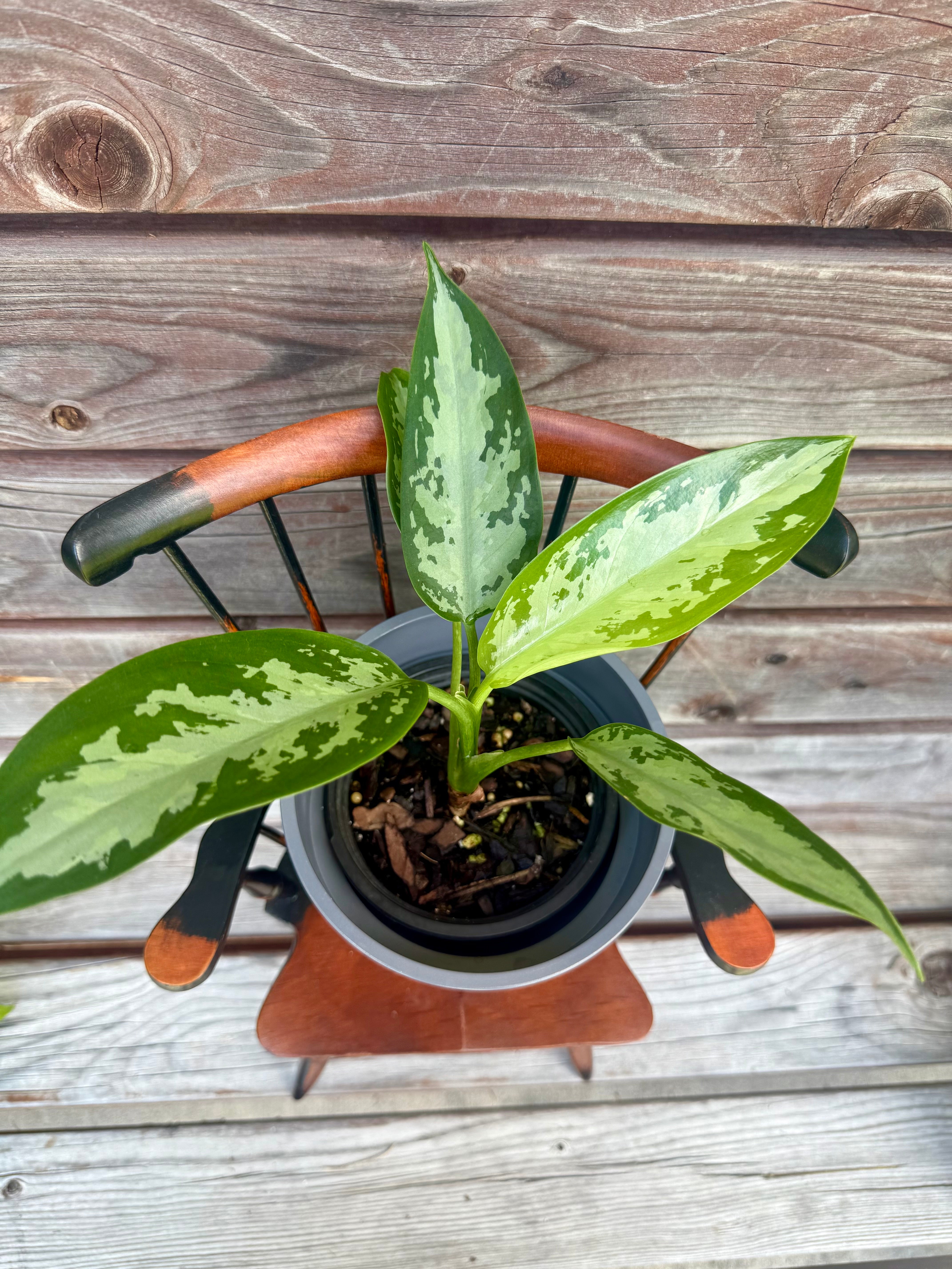 Aglaonema Jubilee In 4-inch pot- ONLY AVAILABLE AT ORANGE BLOSSOM COFFEE