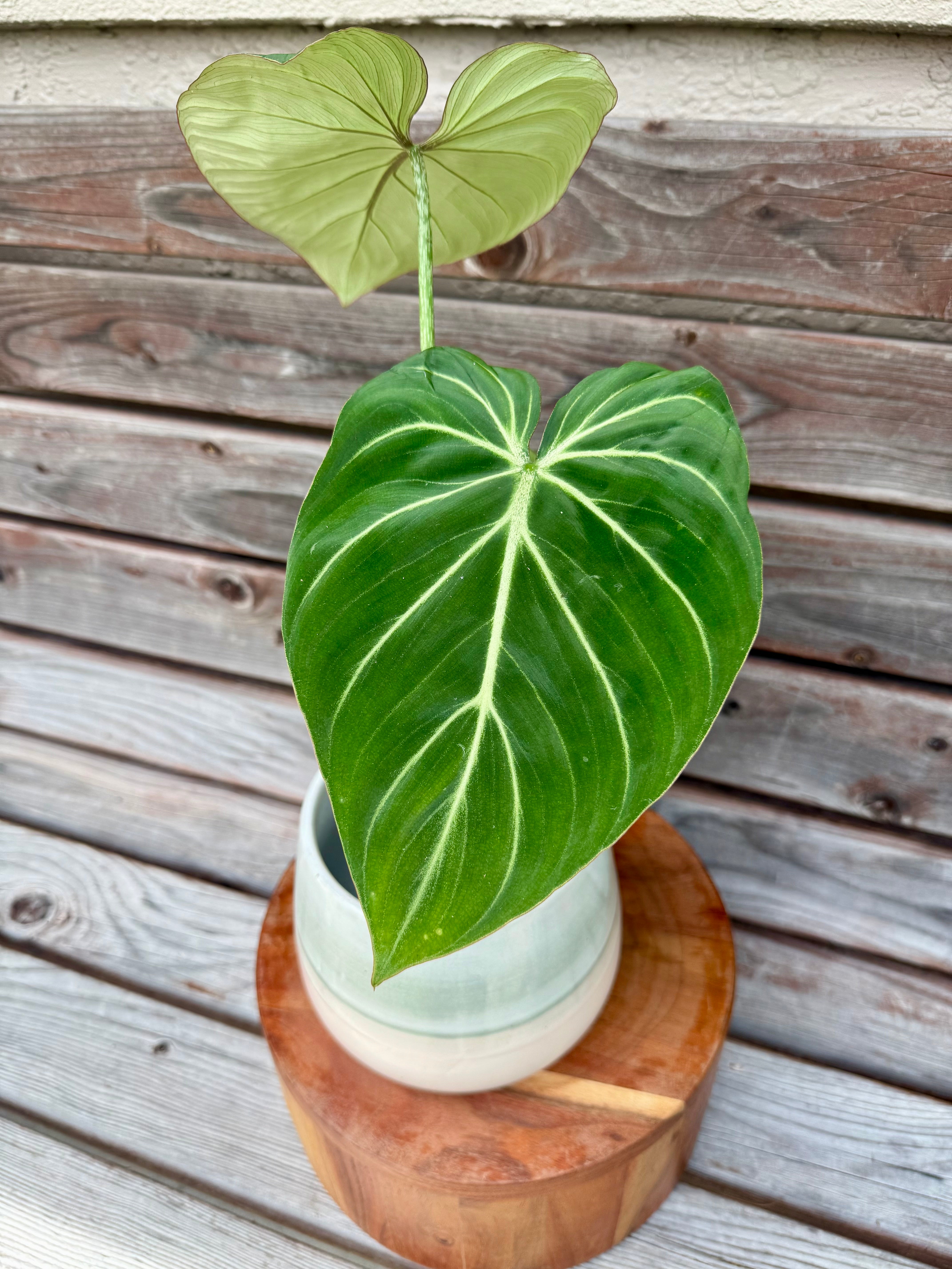 Philodendron Gloriosum in ceramic pot- ONLY AVAILABLE AT ORANGE BLOSSOM COFFFEE