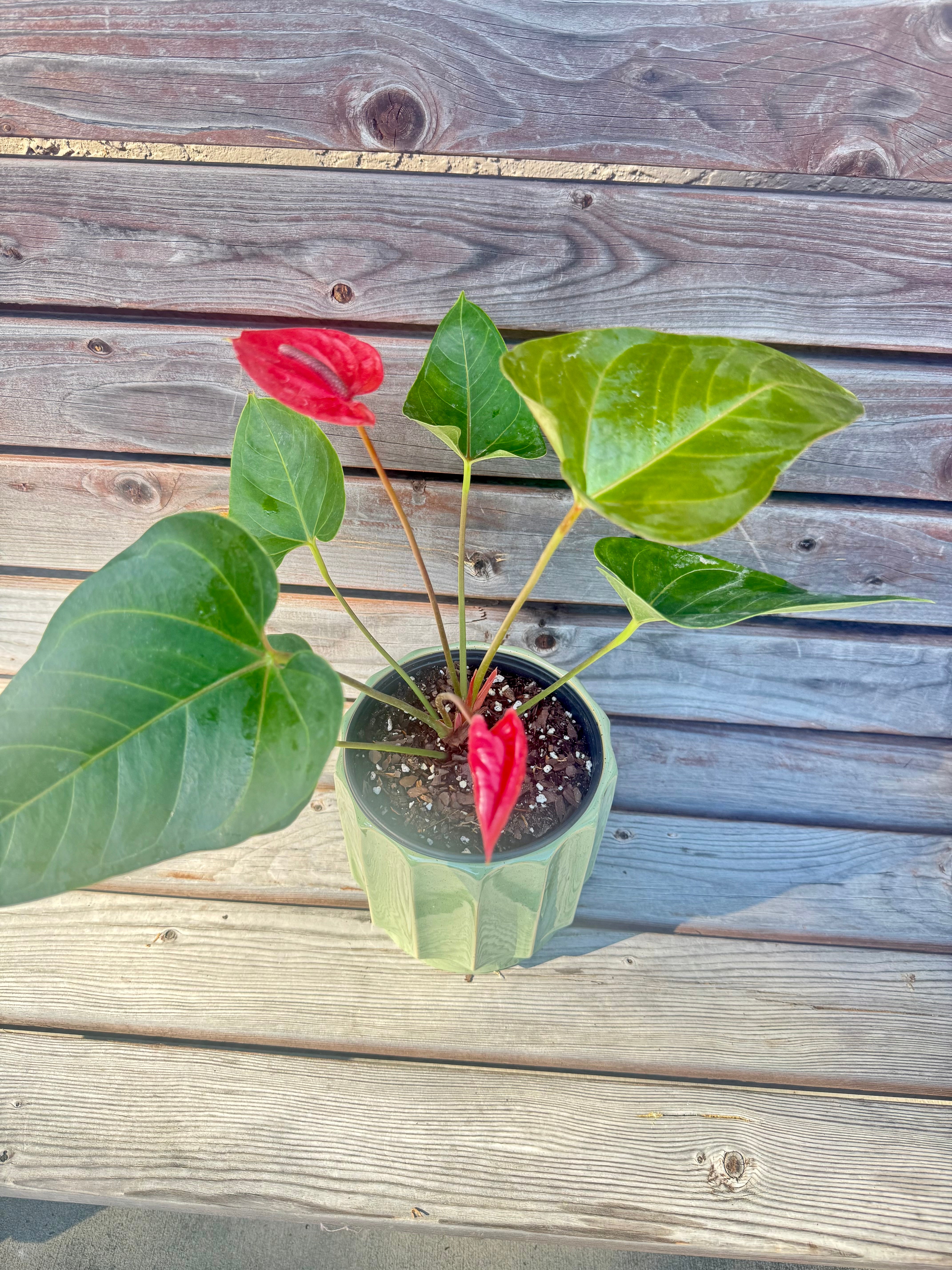 Anthurium Red in decorative pot- AVAILABLE TO PURCHASE ONLY AT BANYAN COFFEE