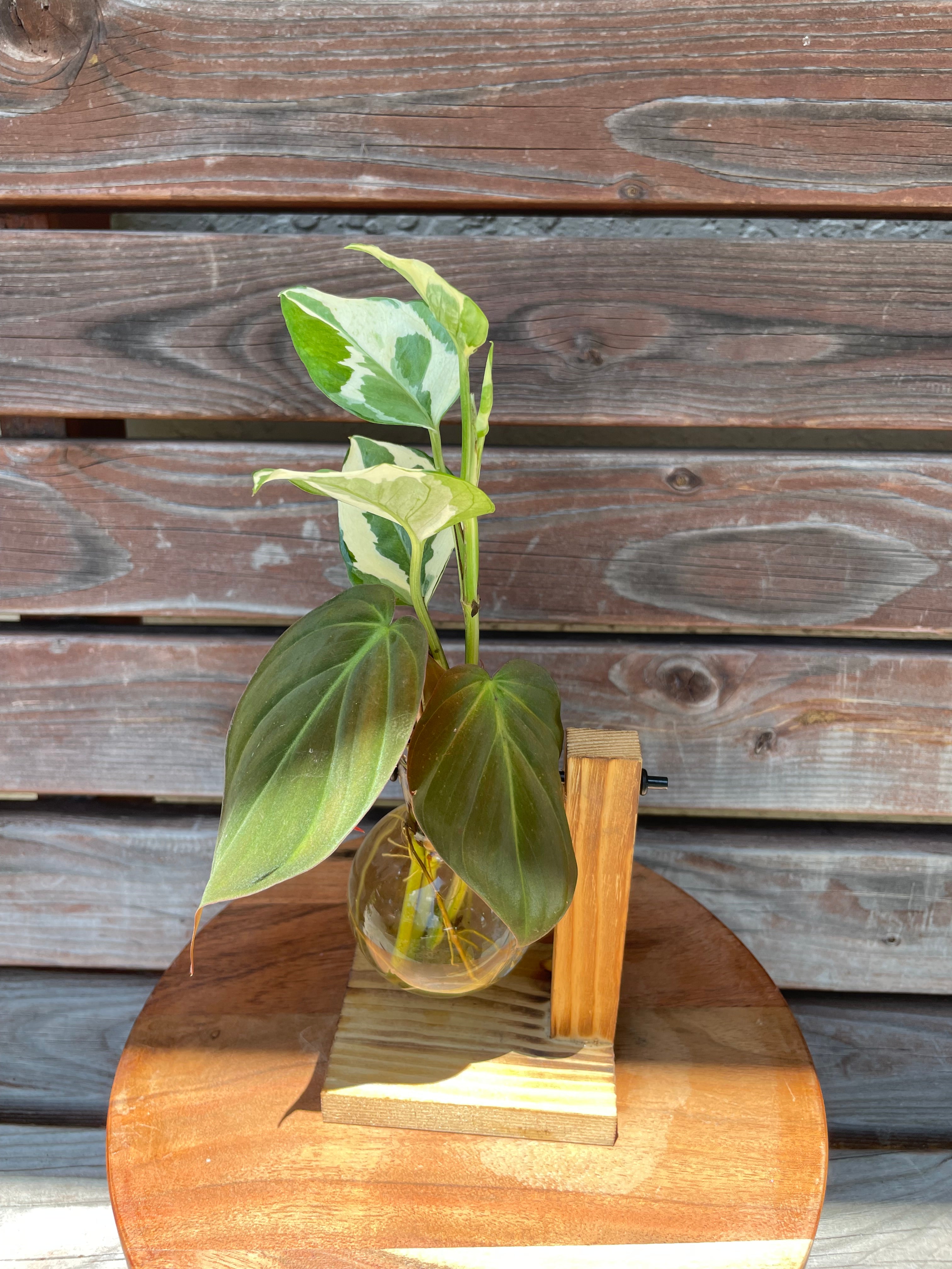 Philodendron Micans AND Pothos N'joy,  Cuttings in Propagation Stand- ONLY AVAILABLE INSIDE ORANGE BLOSSOM COFFEE