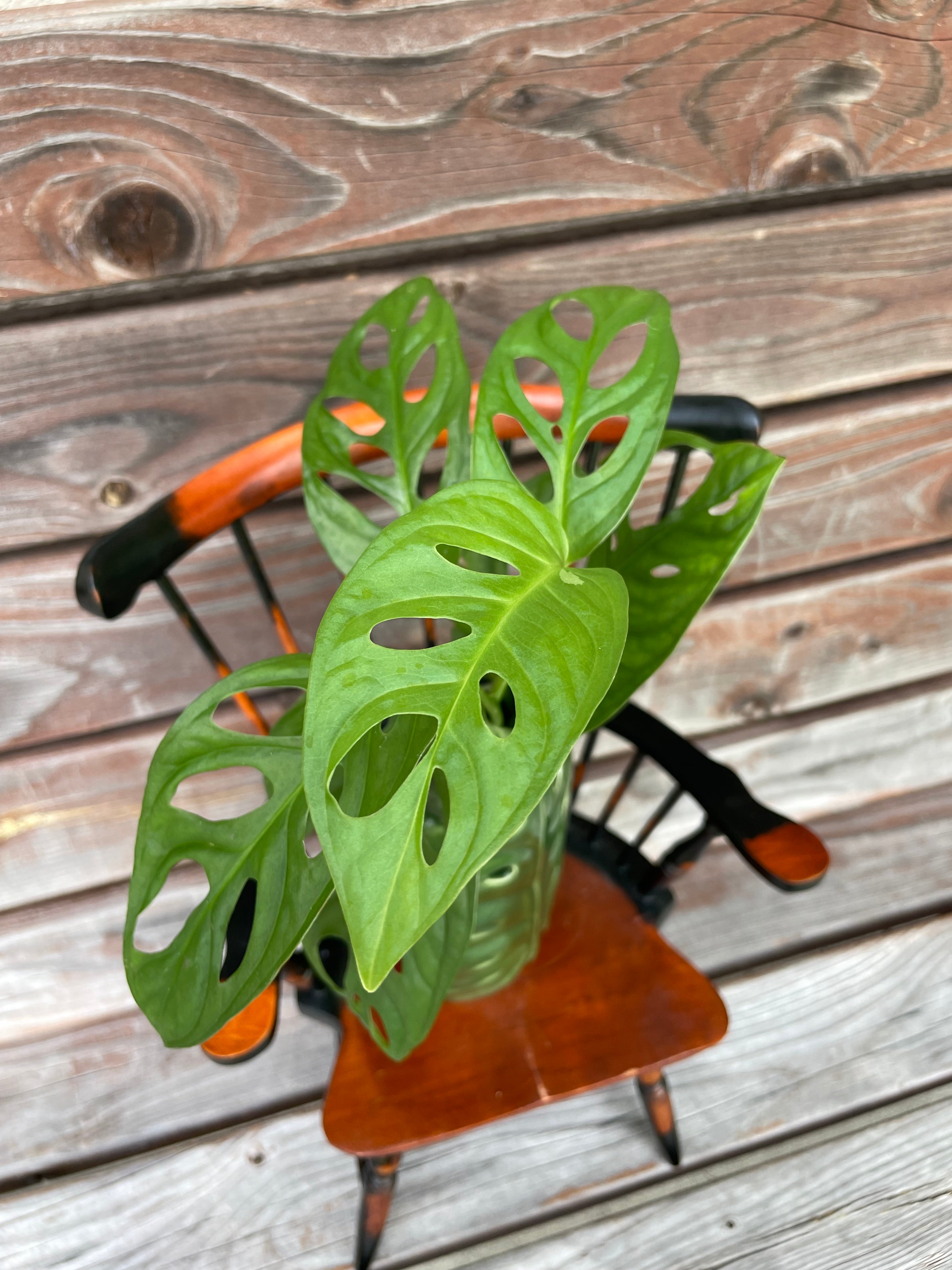 Monstera Adansonii cutting in Monstera prop stand- ONLY AVAILABLE AT MUDSLIDE COFFEE